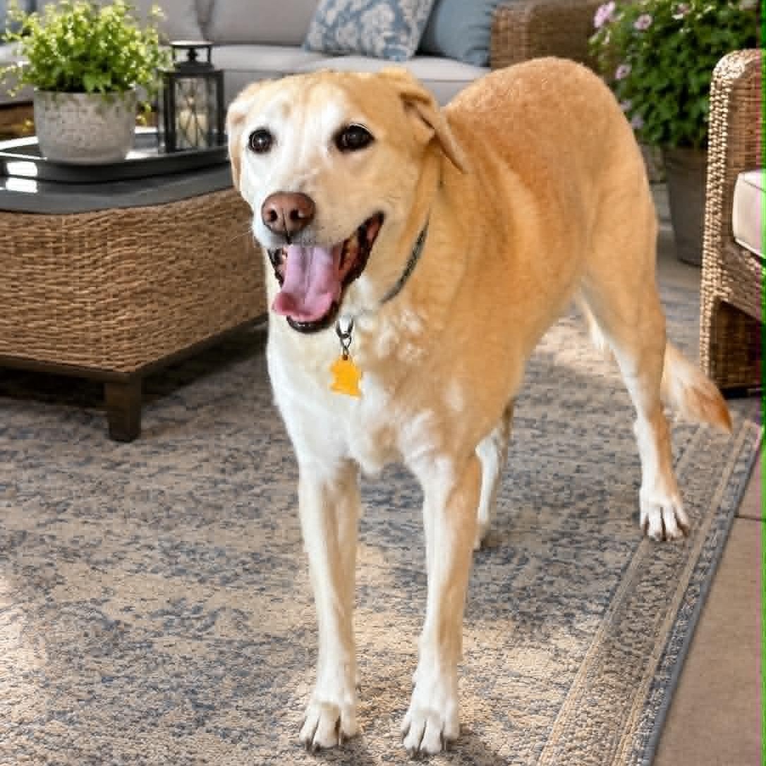 Enlarge Meg, a Adoptable Yellow Labrador Retriever in Springfield, MO image 2/5