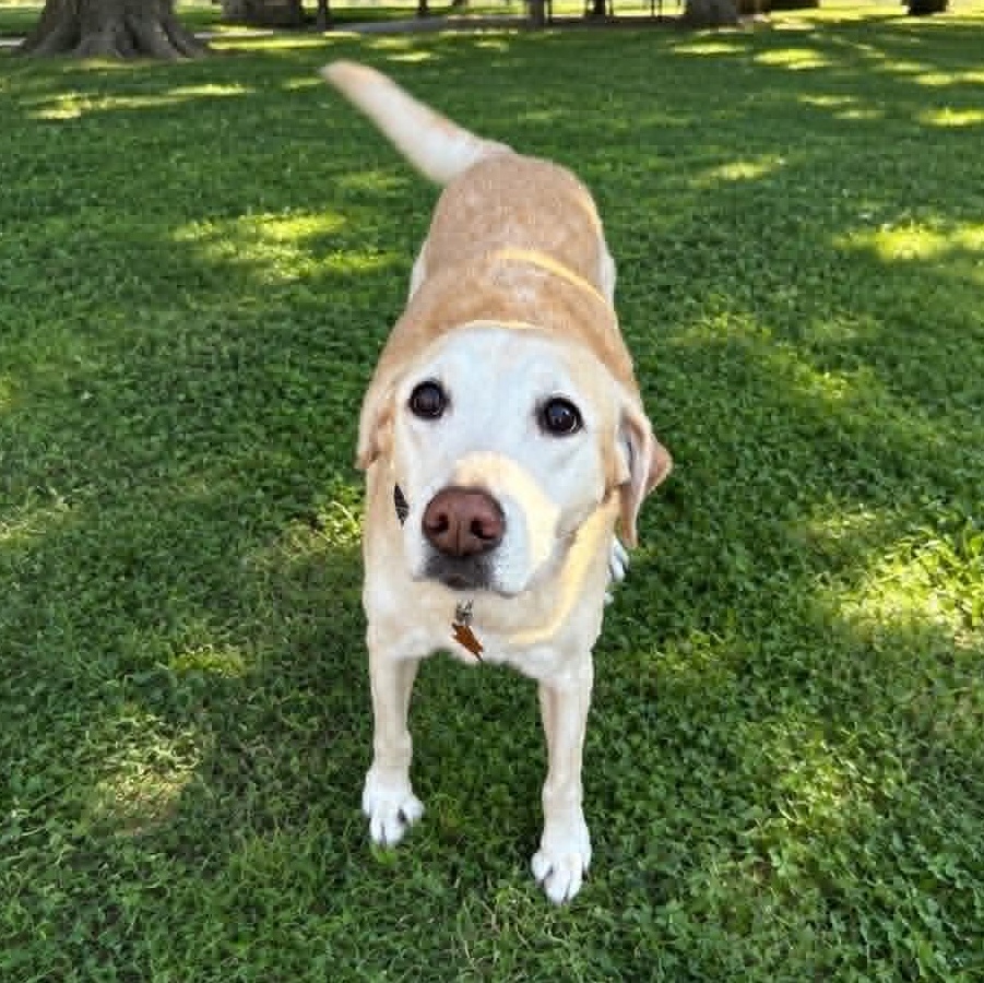Enlarge Meg, a Adoptable Yellow Labrador Retriever in Springfield, MO image 3/5