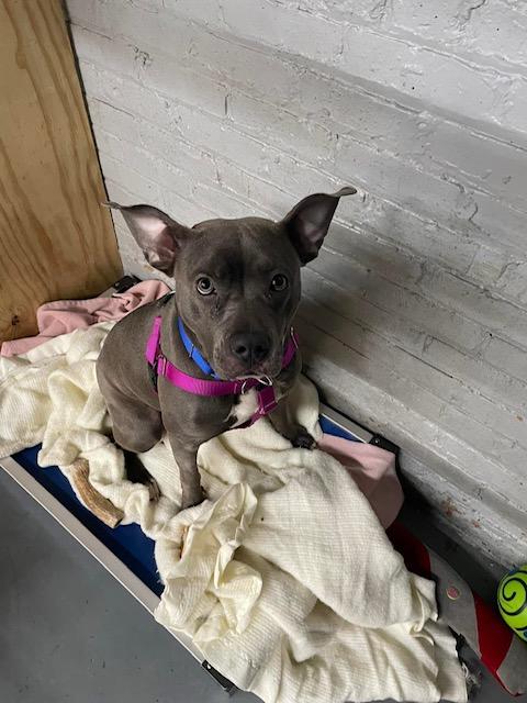 Nova, a Adopted Mixed Breed in Blue Island, IL image 3/6