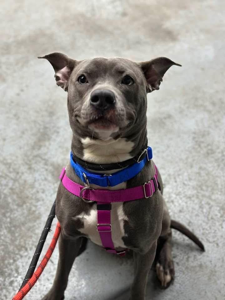 Nova, Adopted, Young Female Mixed Breed.