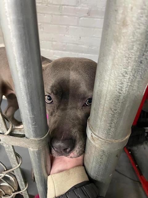 Nova, a Adopted Mixed Breed in Blue Island, IL image 6/6