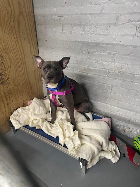 Nova, a Adopted Mixed Breed in Blue Island, IL image 4/6