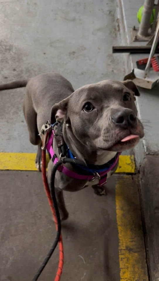 Nova, a Adopted Mixed Breed in Blue Island, IL image 2/6