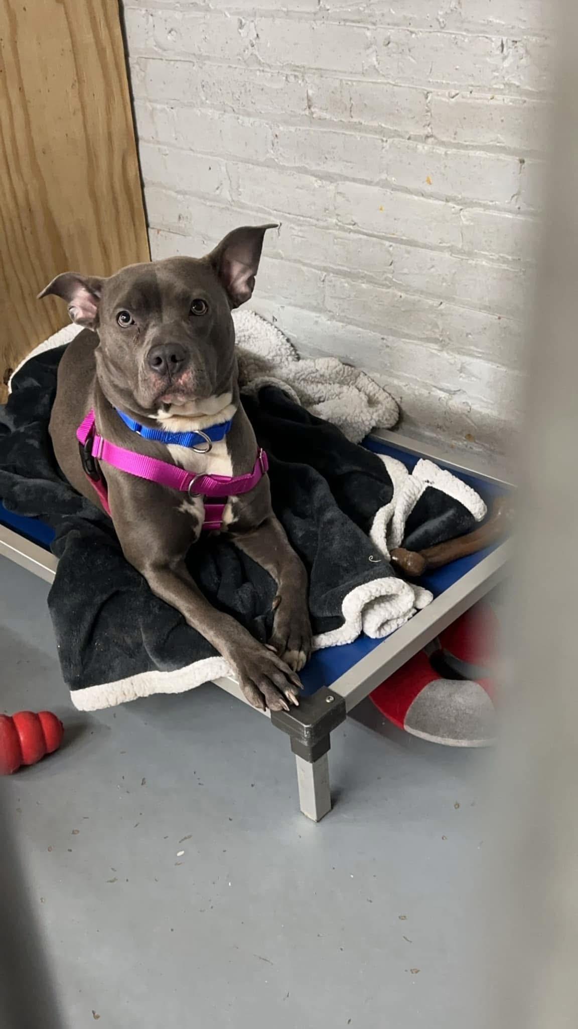 Nova, a Adopted Mixed Breed in Blue Island, IL image 5/6