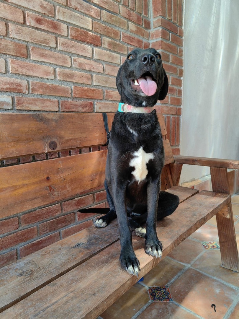 Teresa, Adoptable, Young Female Labrador Retriever & Mixed Breed.
