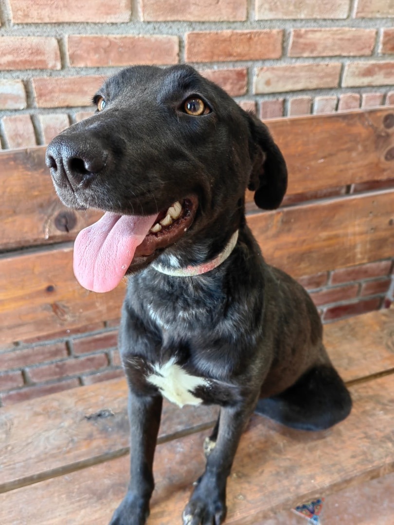 Enlarge Teresa, a Adoptable mixed breed in Brooklyn, CT image 2/12