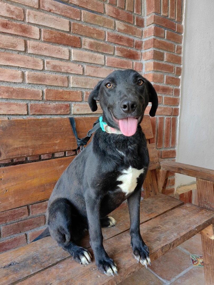 Enlarge Teresa, a Adoptable mixed breed in Brooklyn, CT image 3/12