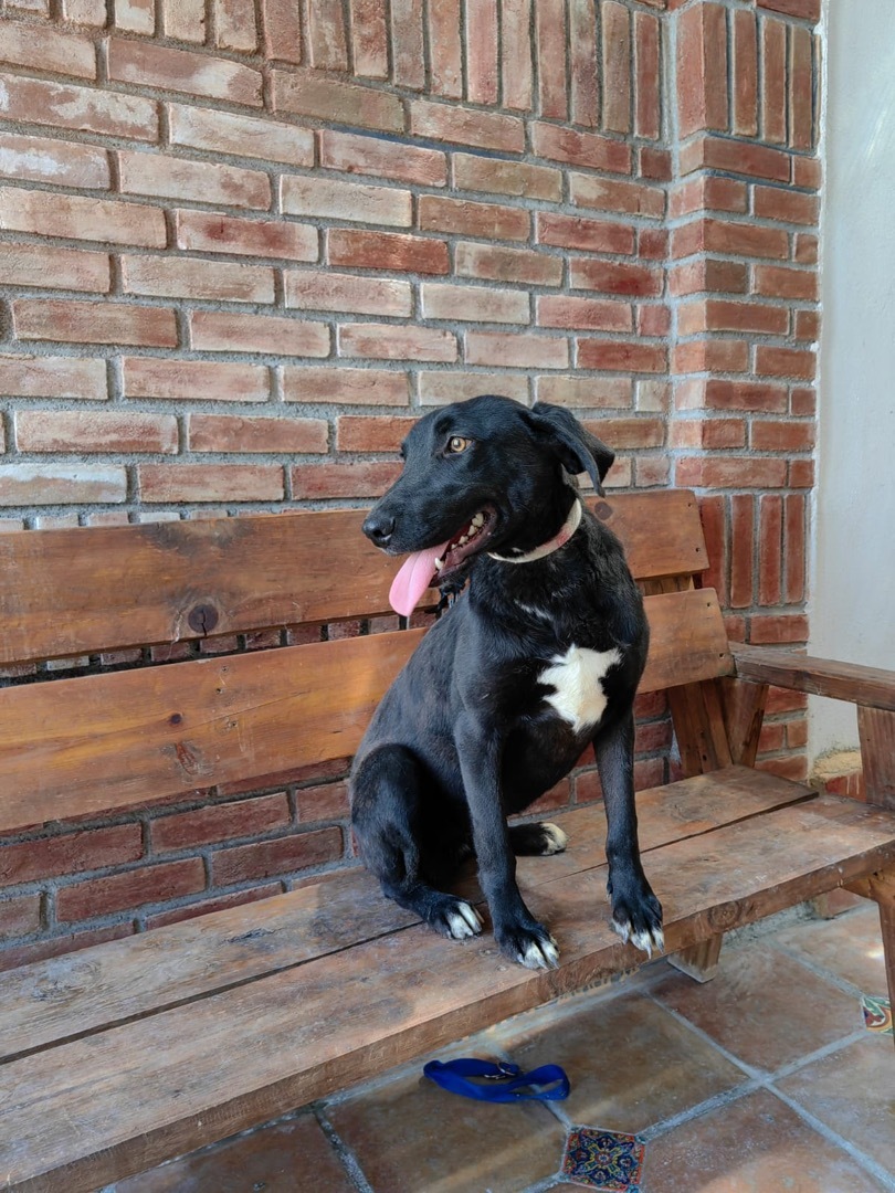 Enlarge Teresa, a Adoptable mixed breed in Brooklyn, CT image 4/12