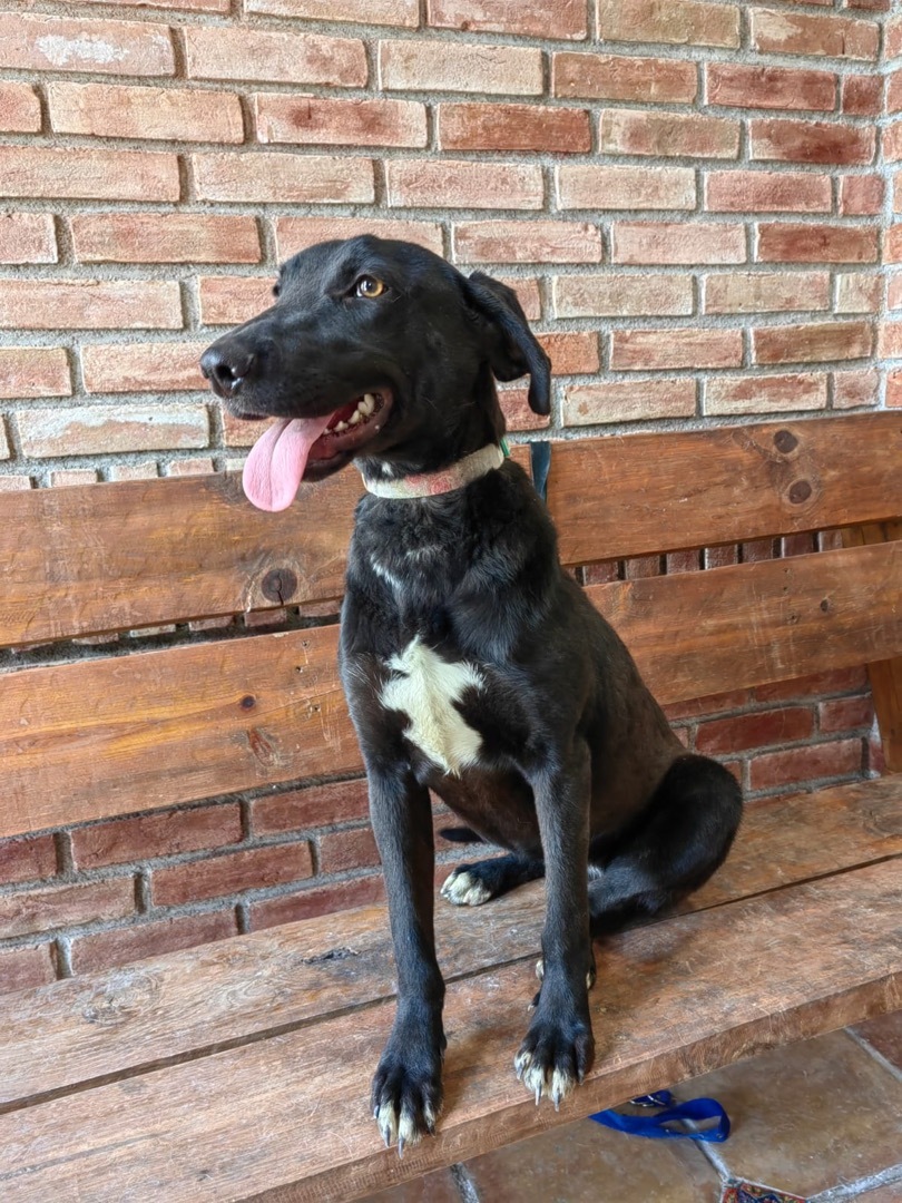 Enlarge Teresa, a Adoptable mixed breed in Brooklyn, CT image 5/12