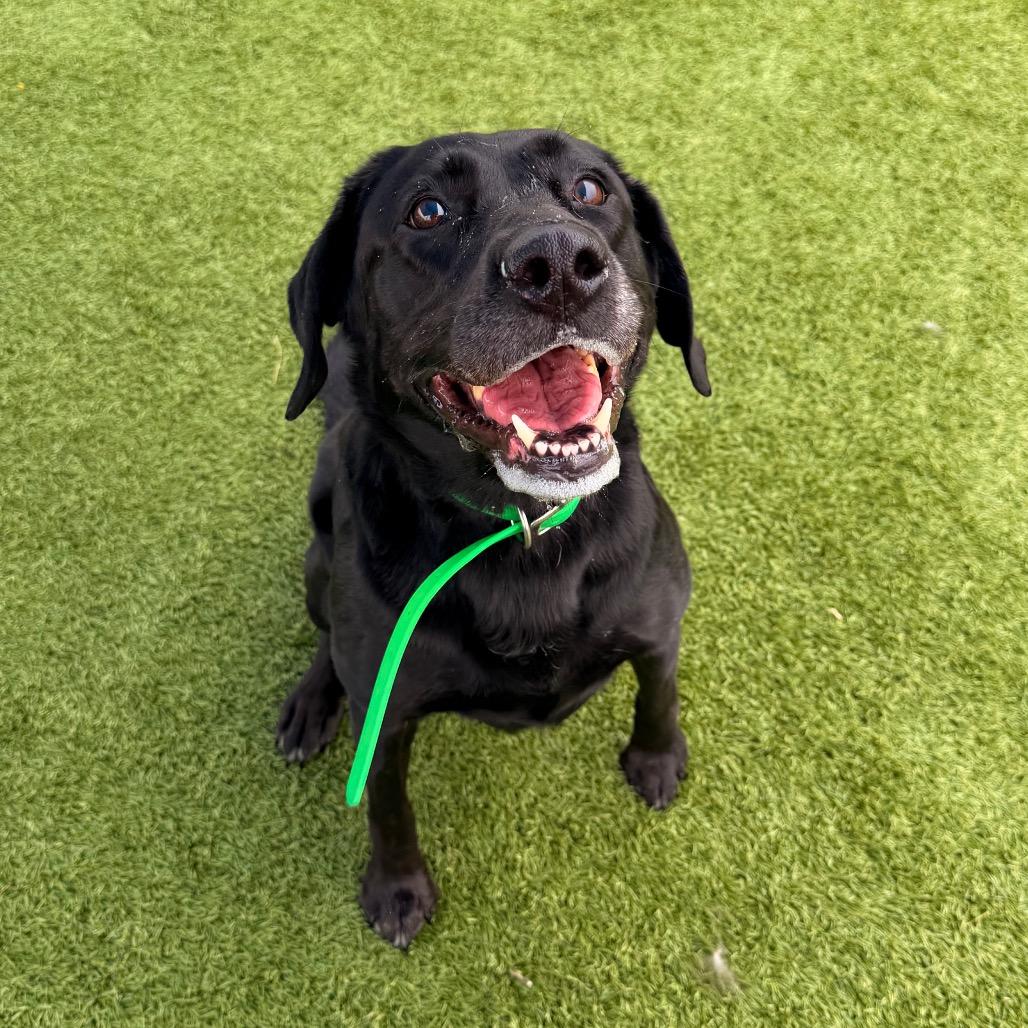 Annie, Adoptable, Senior Female Black Labrador Retriever.