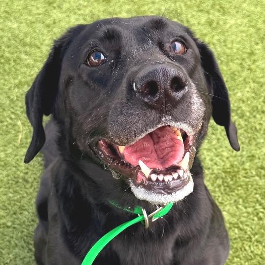 Enlarge Annie, a Adoptable Black Labrador Retriever in Idaho Falls, ID image 2/6