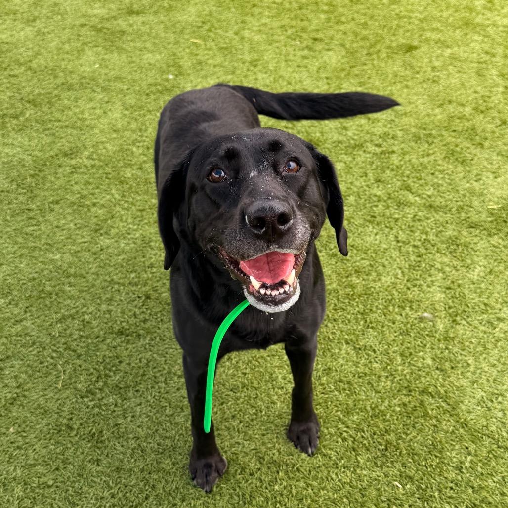 Enlarge Annie, a Adoptable Black Labrador Retriever in Idaho Falls, ID image 3/6