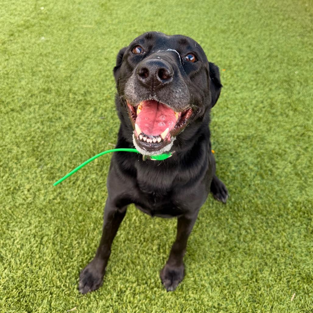 Enlarge Annie, a Adoptable Black Labrador Retriever in Idaho Falls, ID image 4/6