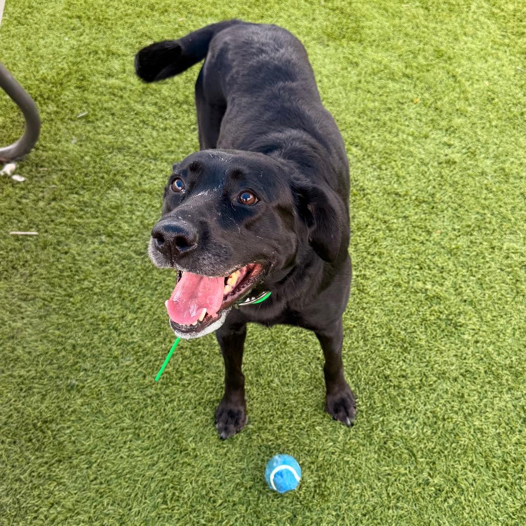 Enlarge Annie, a Adoptable Black Labrador Retriever in Idaho Falls, ID image 5/6