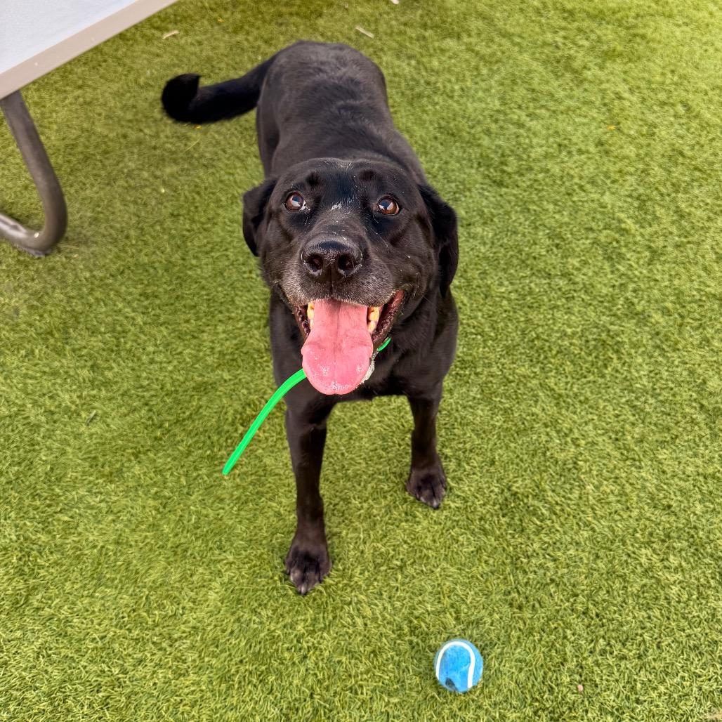Enlarge Annie, a Adoptable Black Labrador Retriever in Idaho Falls, ID image 6/6