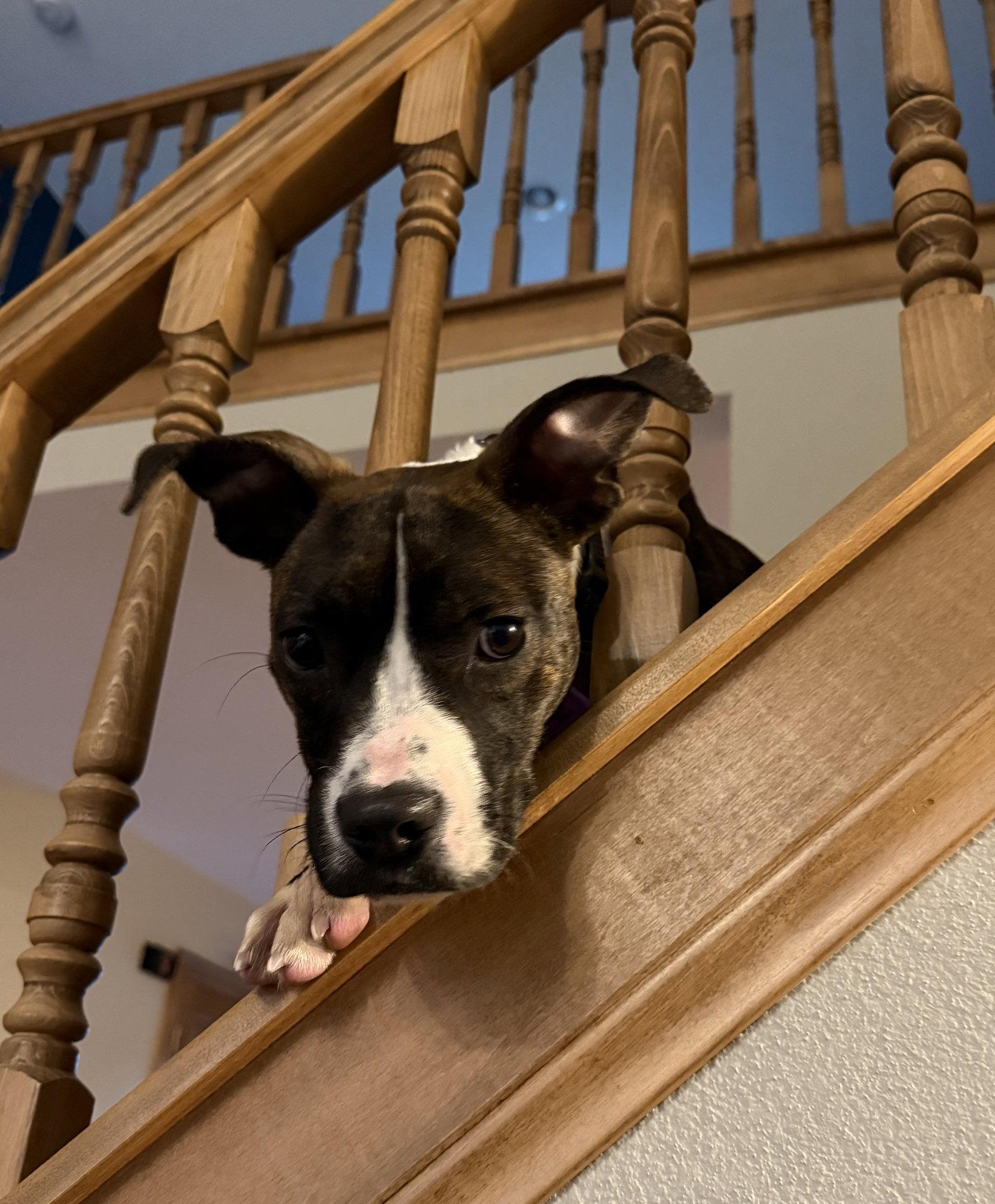 Magnolia, Adoptable, Young Female Pit Bull Terrier & Terrier.