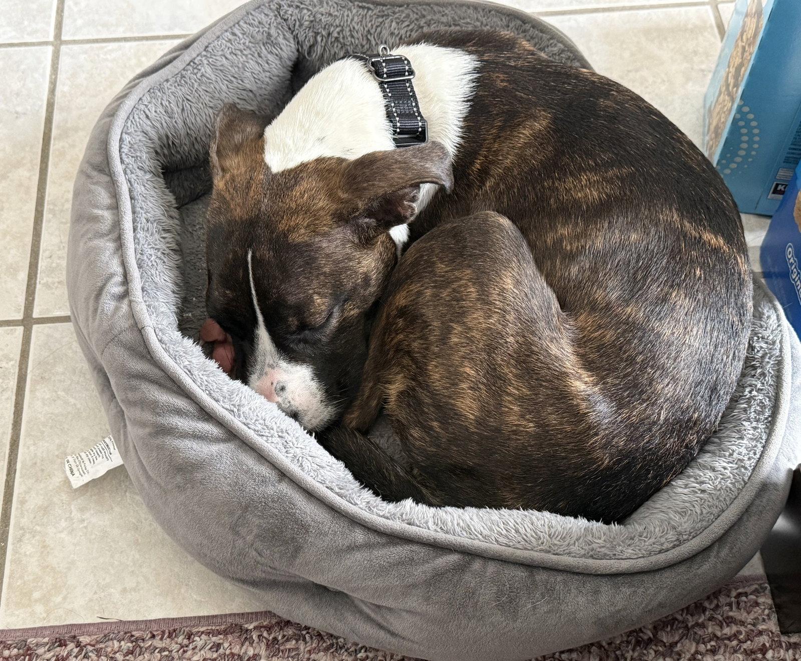 Enlarge Magnolia, a Adoptable mixed breed in Mukwonago, WI image 2/3