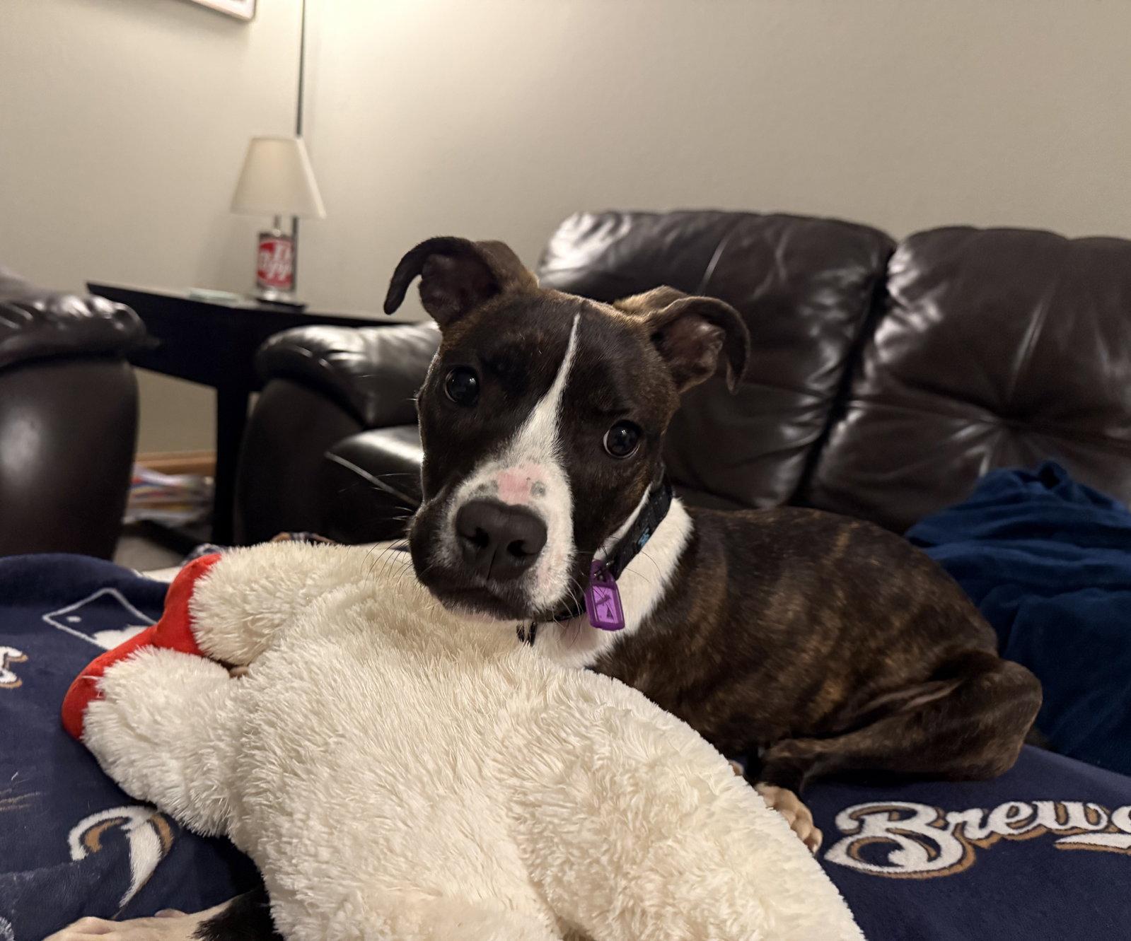 Enlarge Magnolia, a Adoptable mixed breed in Mukwonago, WI image 3/3