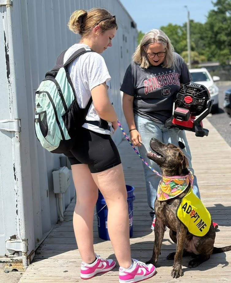 Enlarge Drax, a Adoptable Plott Hound in Columbia, SC image 6/6