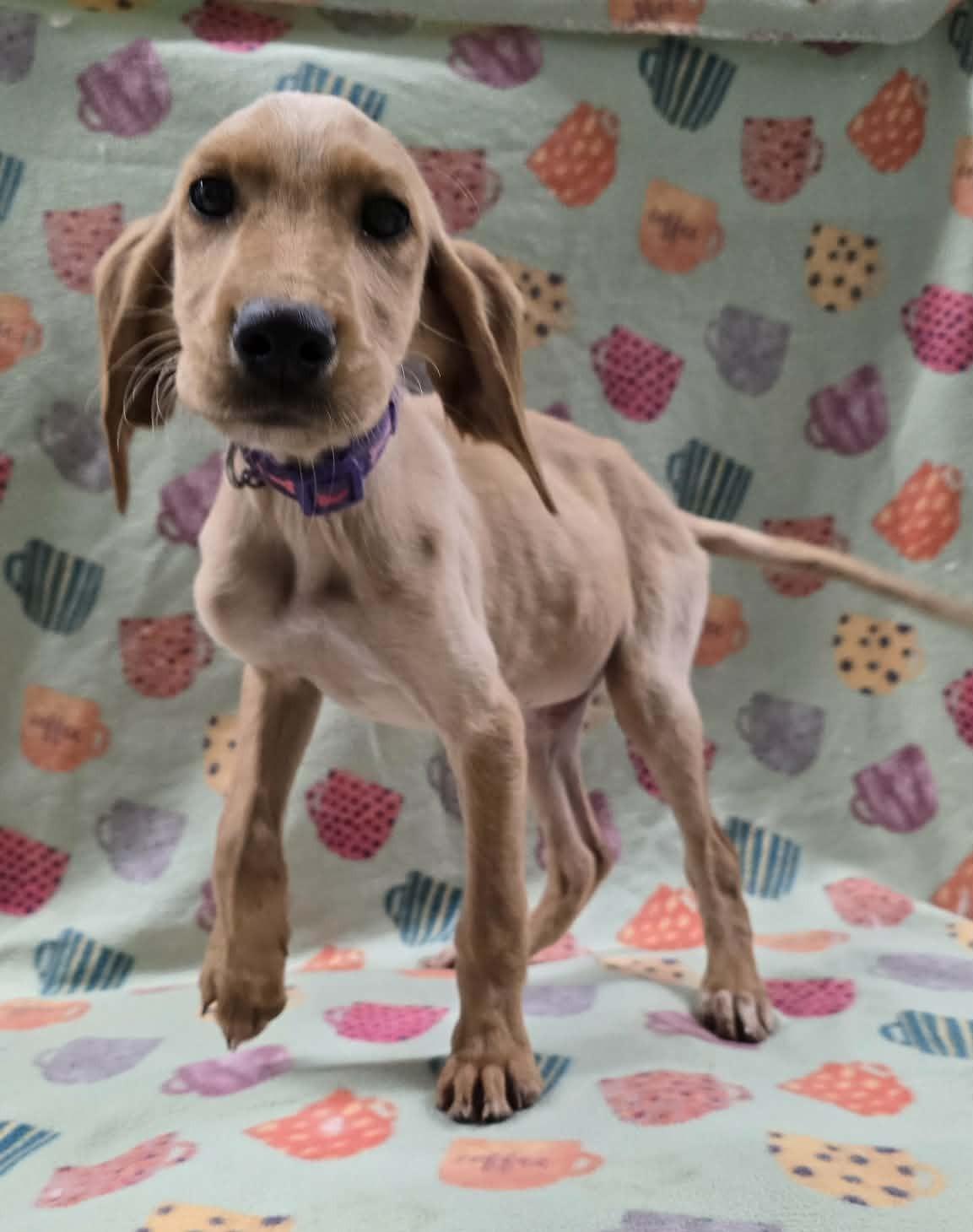 Four Leaf, adopted, Puppy Male Irish Setter & Black Labrador Retriever.