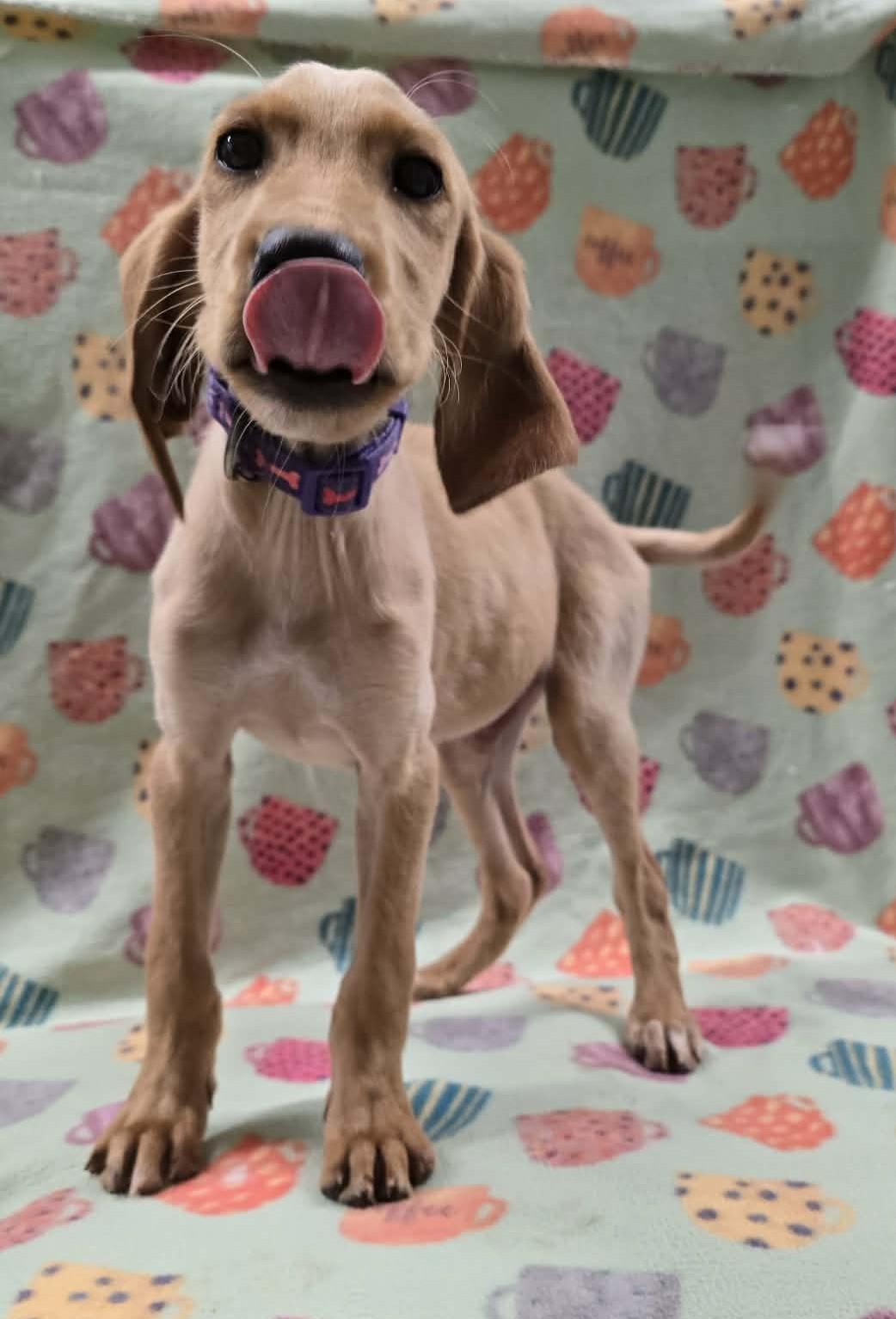 Enlarge Four Leaf, an adopted mixed breed in Othello, WA image 3/4