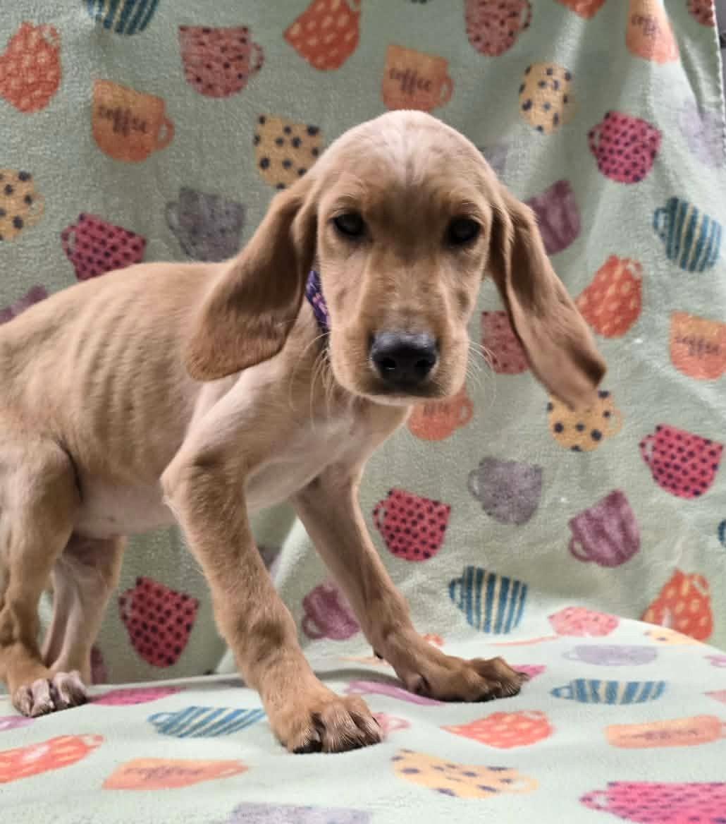 Enlarge Four Leaf, an adopted mixed breed in Othello, WA image 2/4