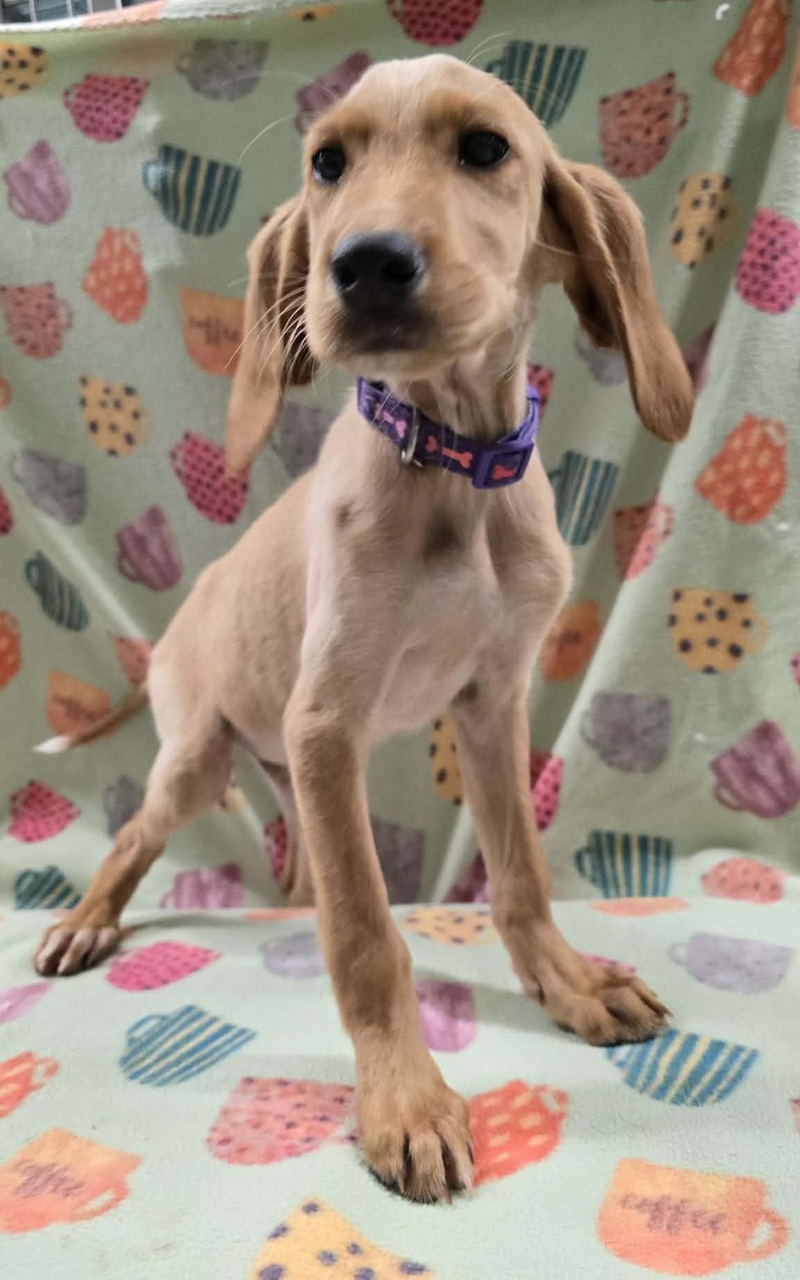 Enlarge Four Leaf, an adopted mixed breed in Othello, WA image 4/4