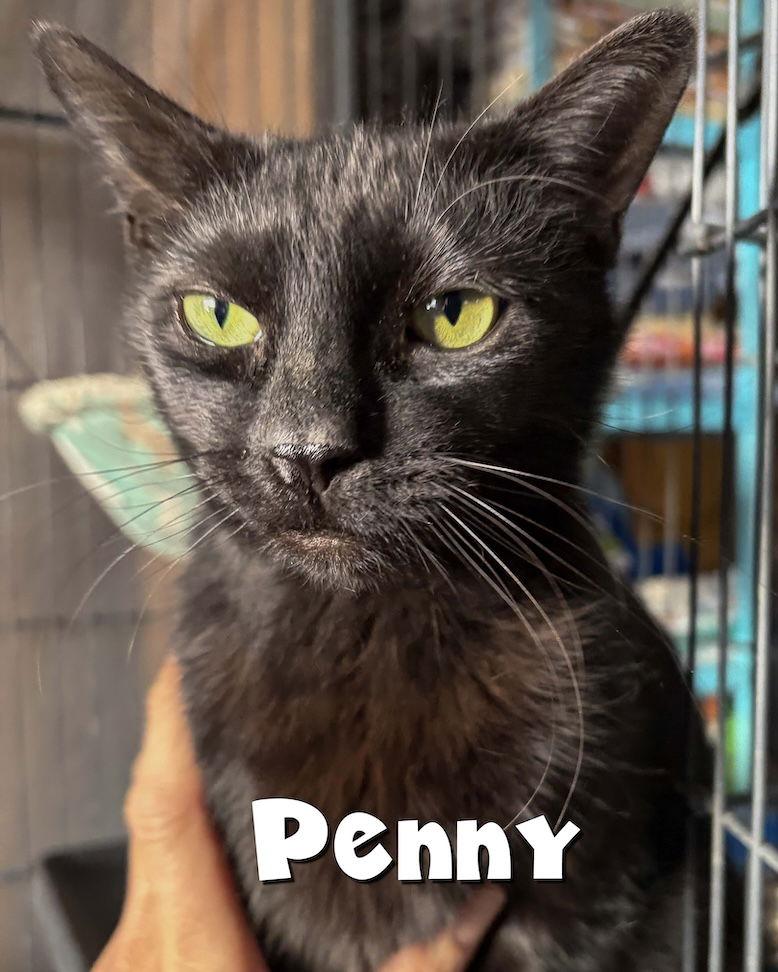 Enlarge Willow, a Adoptable Domestic Short Hair in Wilmington, NC image 2/3