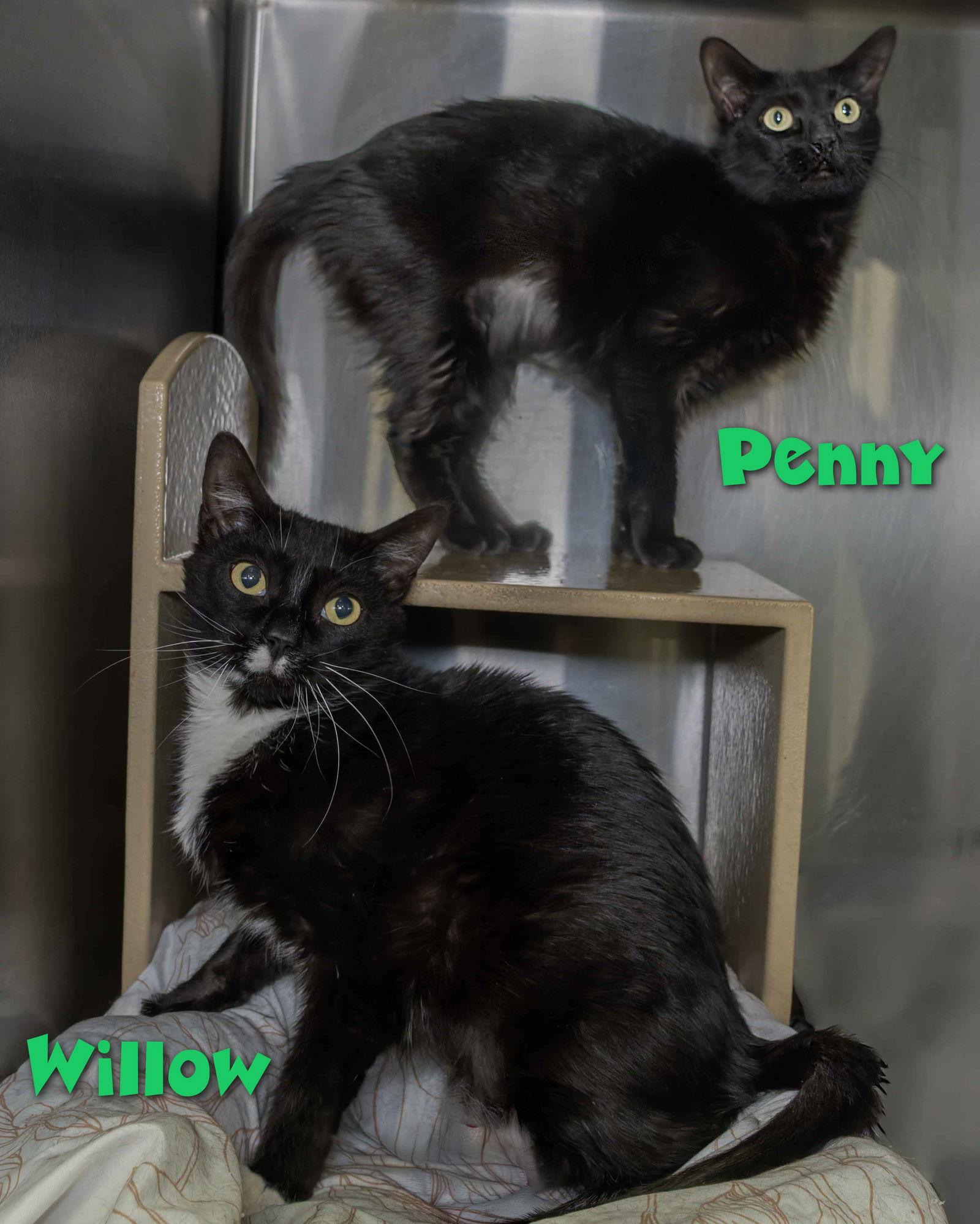 Enlarge Willow, a Adoptable Domestic Short Hair in Wilmington, NC image 3/3