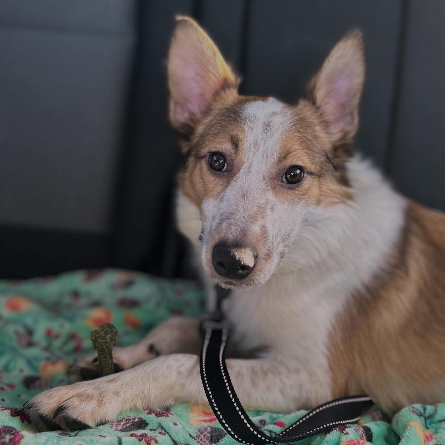 Garth, ADOPTABLE, Young Male Australian Cattle Dog / Blue Heeler & Collie.