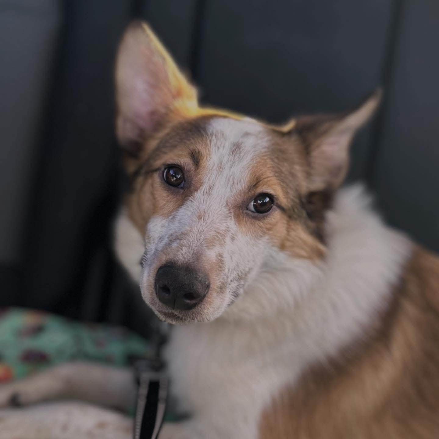 Garth, a ADOPTABLE mixed breed in West Falls, NY image 2/2