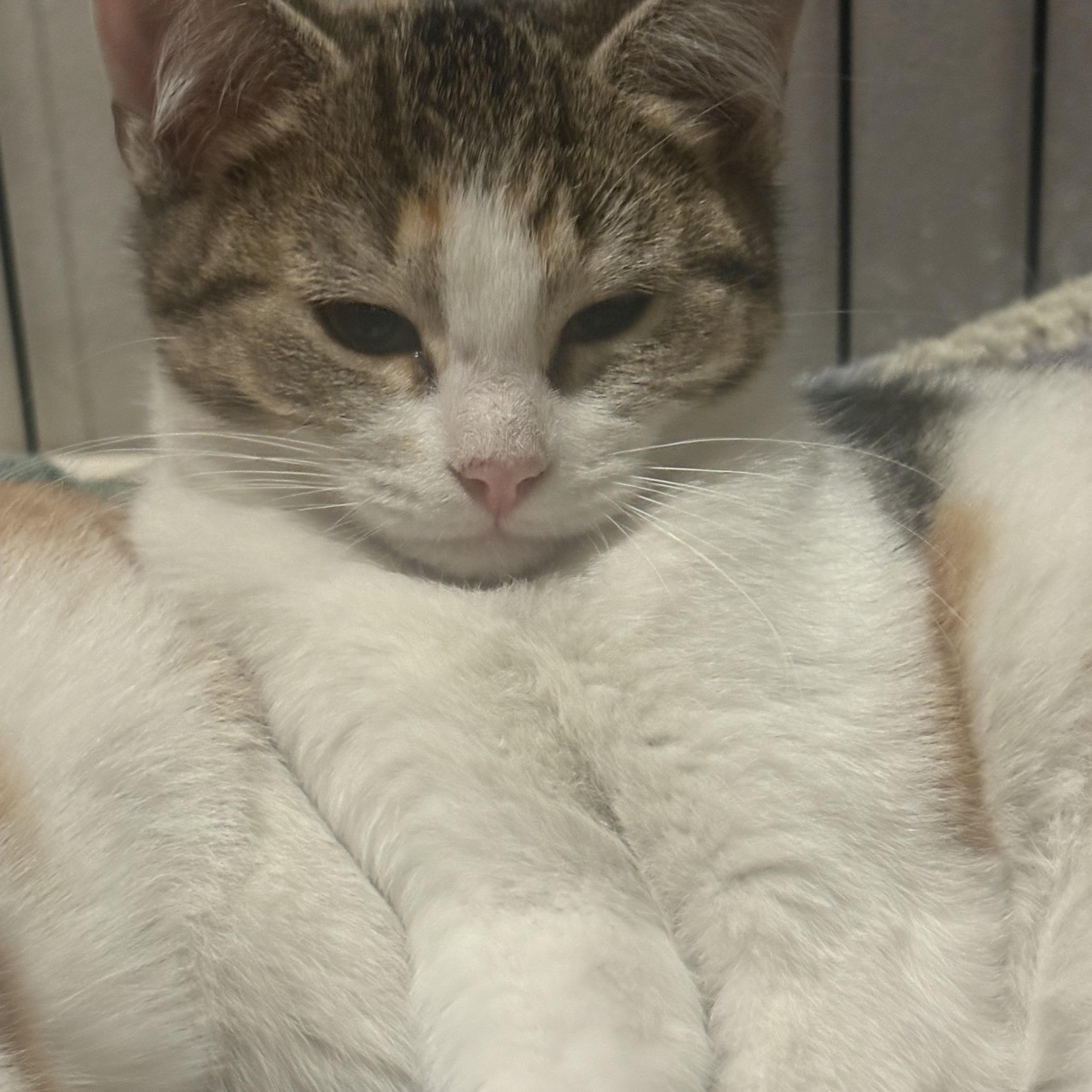 Kittens!, a ADOPTABLE Domestic Medium Hair in Salem, NH image 1/5