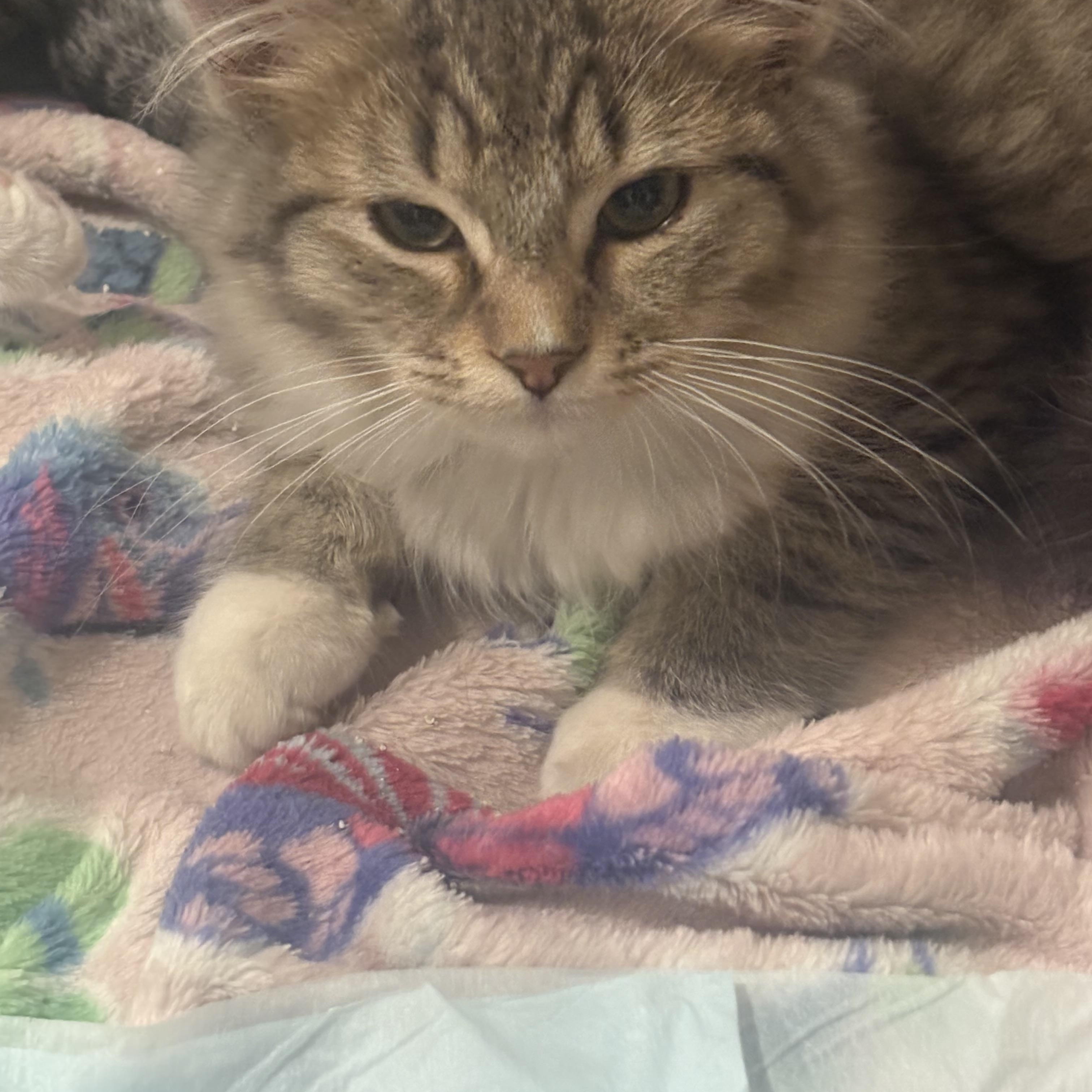 Kittens!, a ADOPTABLE Domestic Medium Hair in Salem, NH image 2/5