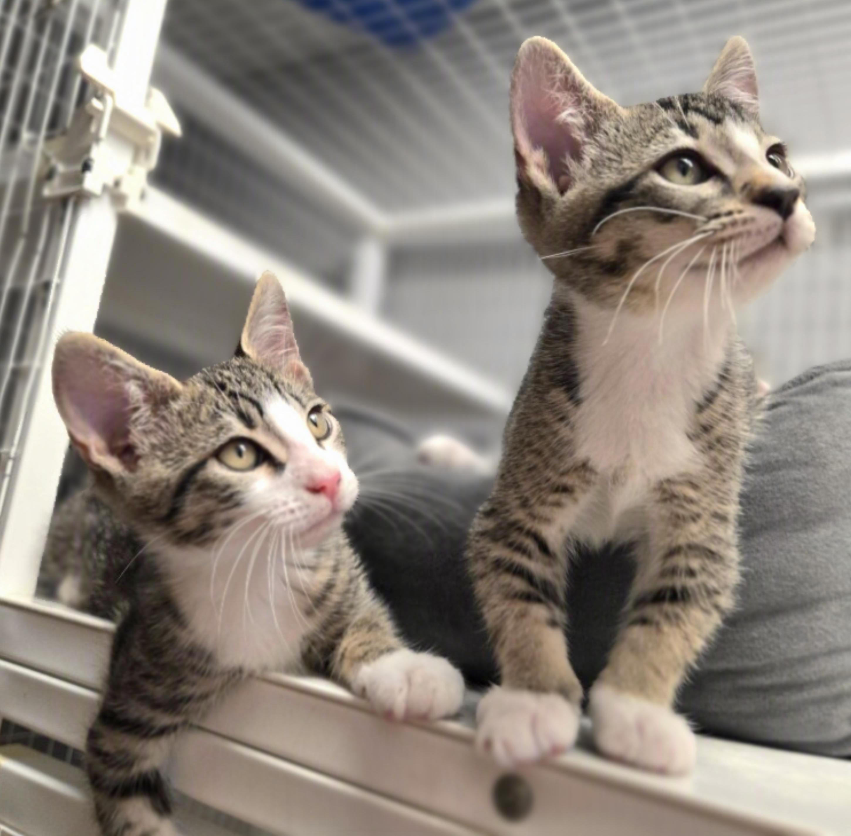 Kato and Kirby, ADOPTABLE, Young Male Domestic Short Hair.