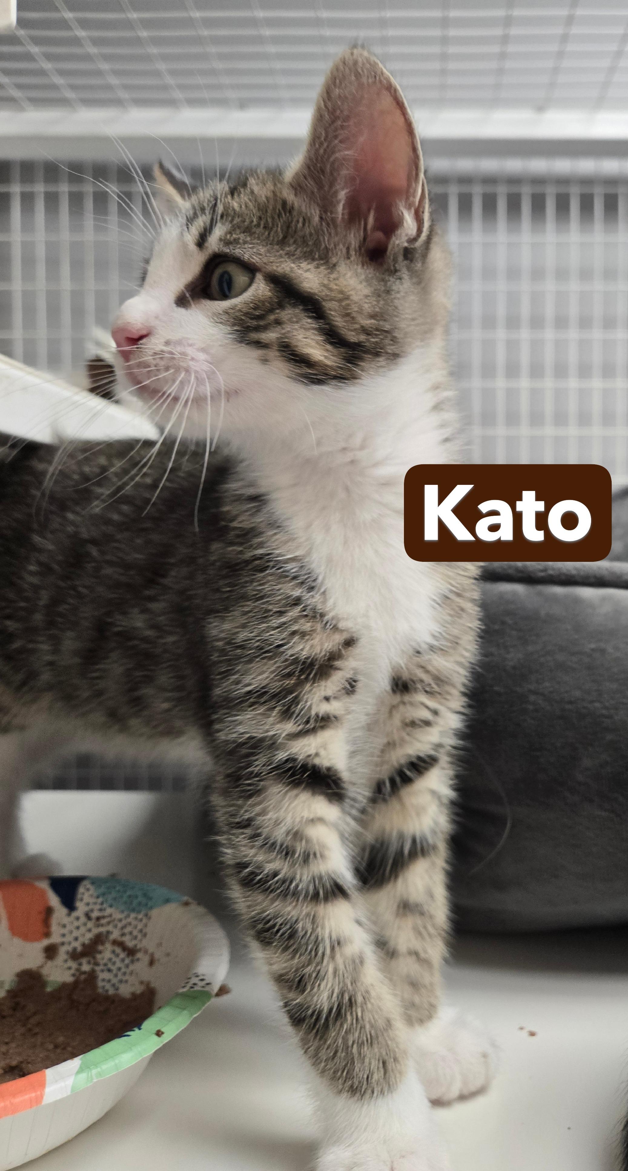 Kato and Kirby, a ADOPTABLE Domestic Short Hair in Milford, CT image 3/6