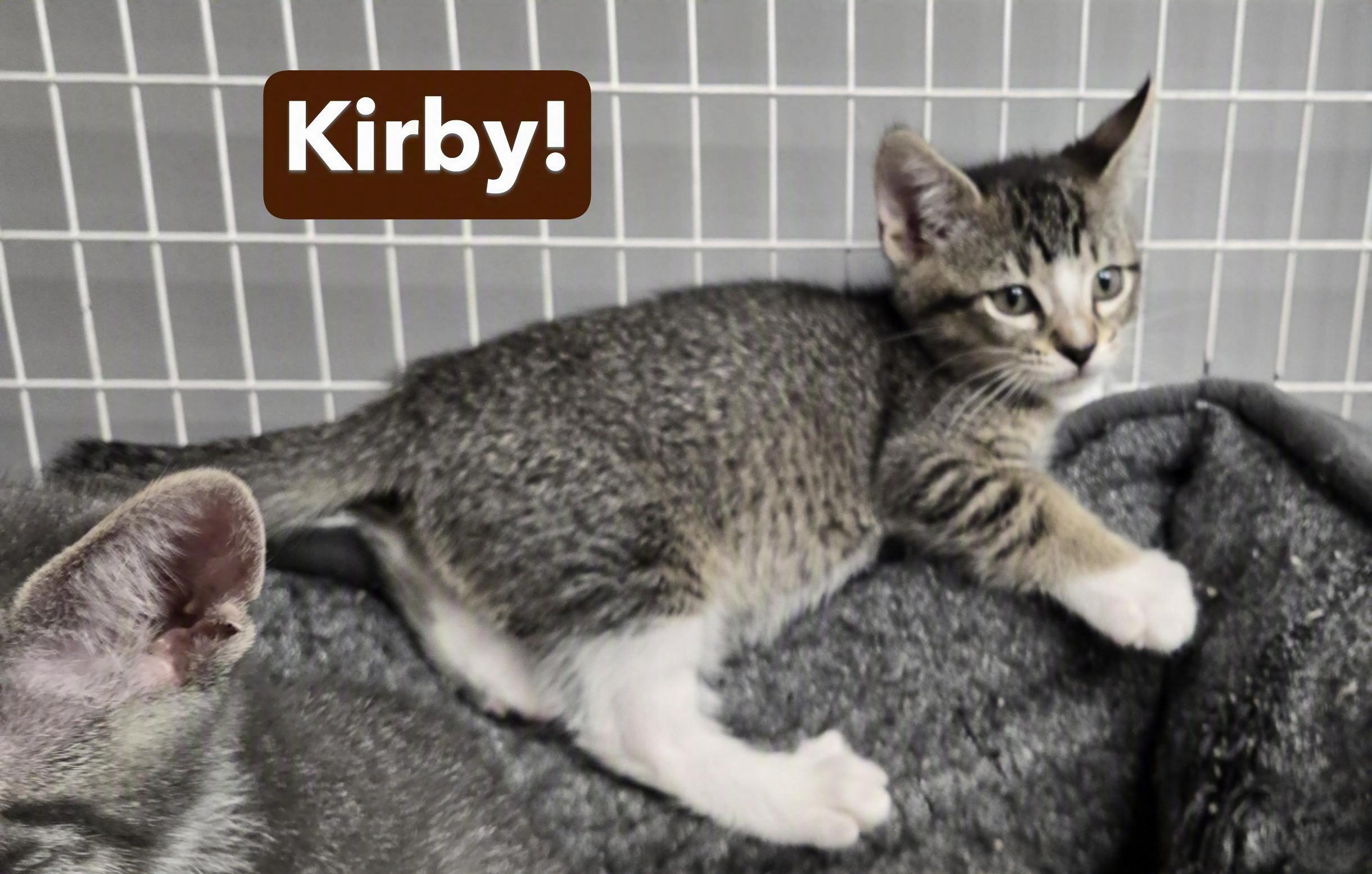 Kato and Kirby, a ADOPTABLE Domestic Short Hair in Milford, CT image 5/6