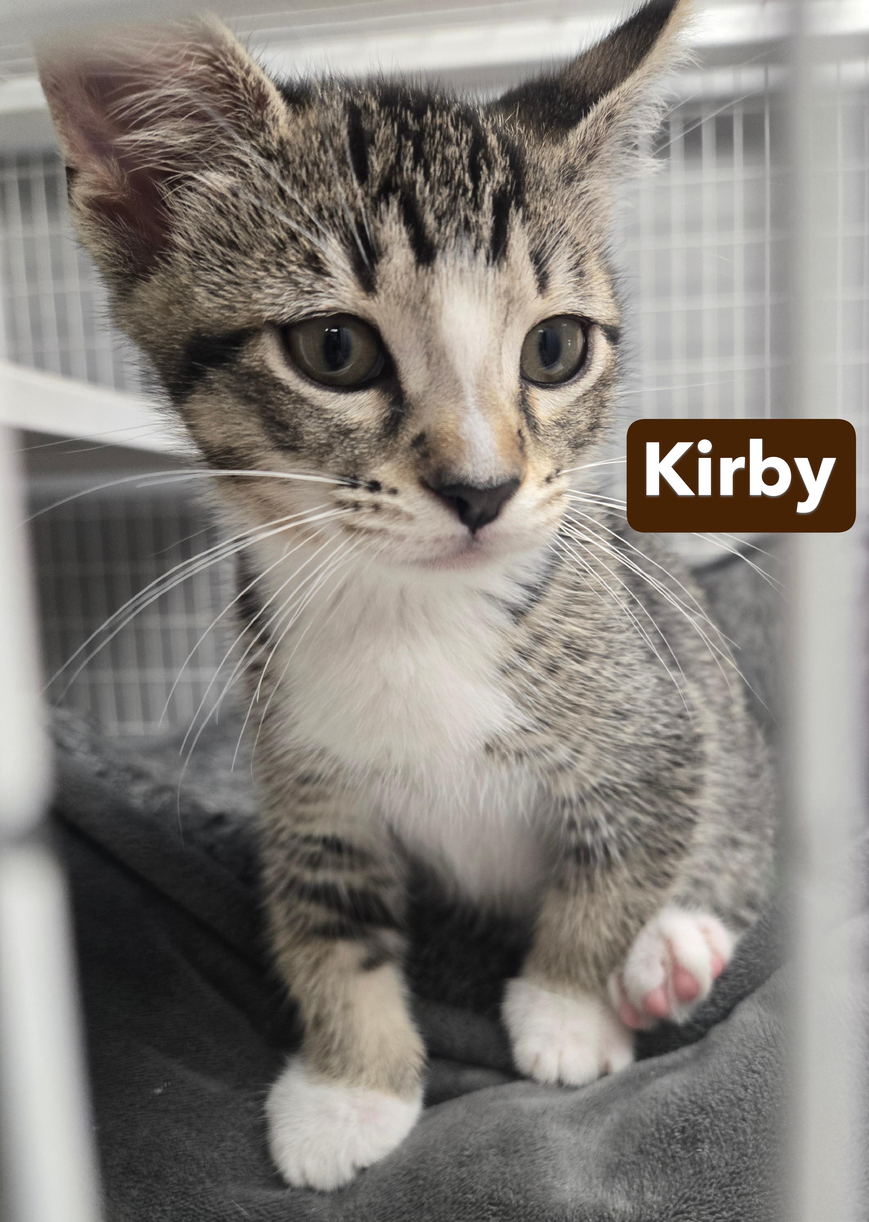Kato and Kirby, a ADOPTABLE Domestic Short Hair in Milford, CT image 4/6