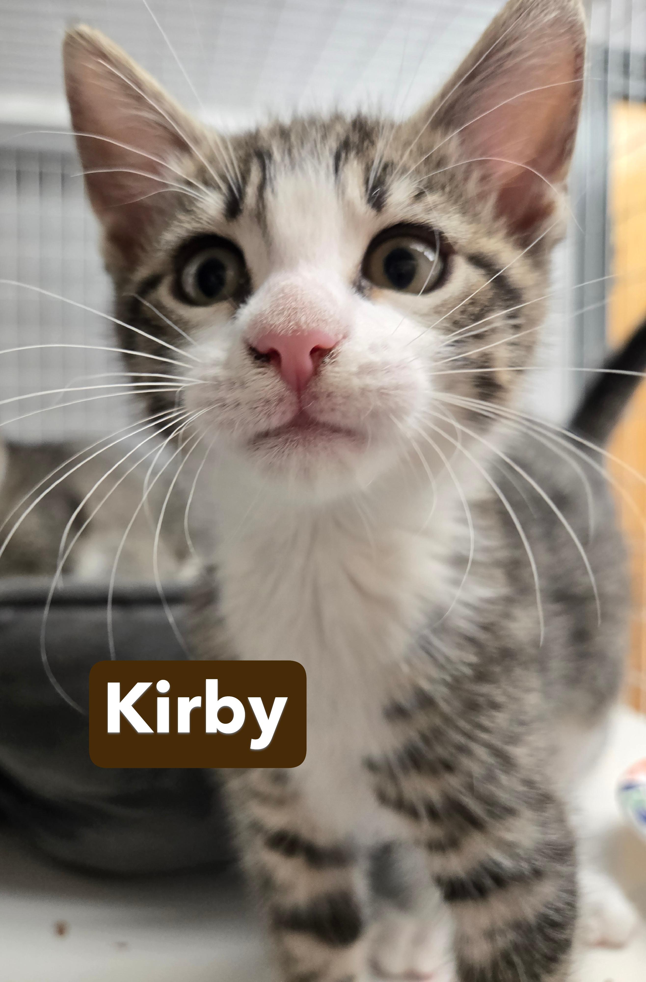 Kato and Kirby, a ADOPTABLE Domestic Short Hair in Milford, CT image 2/6