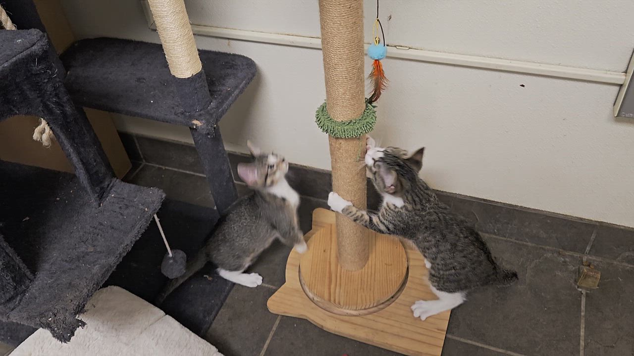 Enlarge Kato and Kirby, a ADOPTABLE Domestic Short Hair in Milford, CT video 6/6