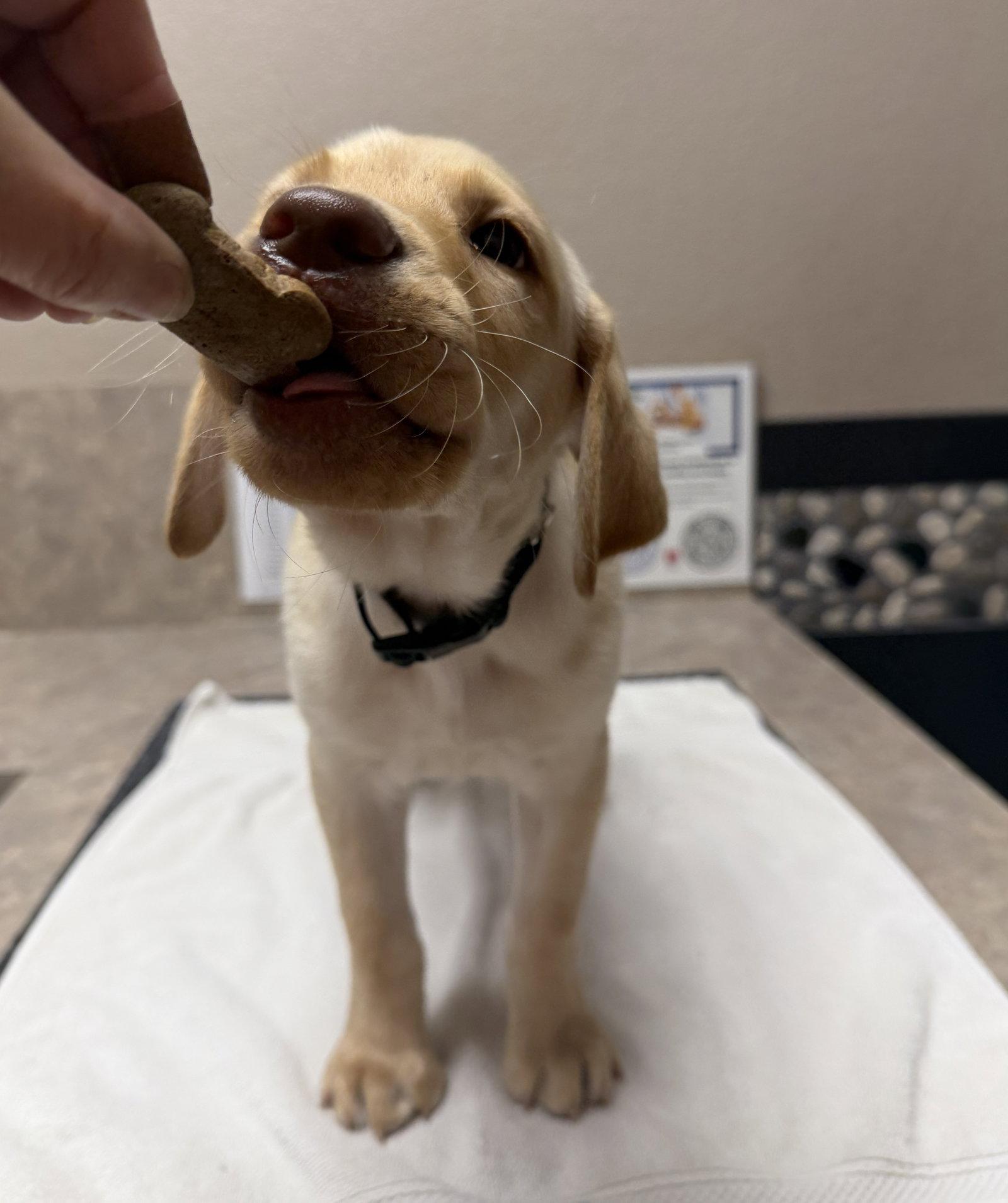 Enlarge Nelson, a Adoptable Labrador Retriever in Denton, TX image 1/3