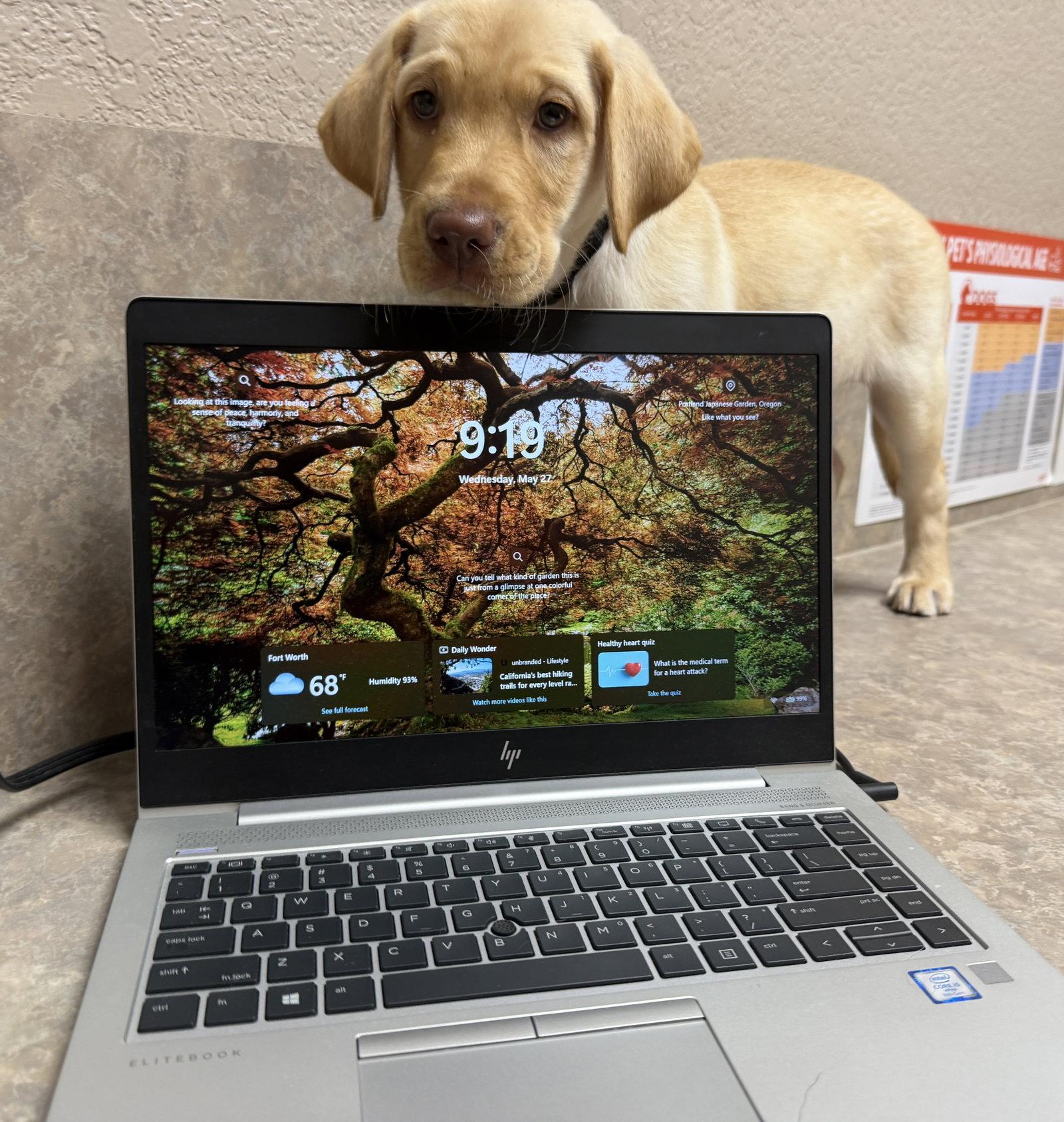 Enlarge Nelson, a Adoptable Labrador Retriever in Denton, TX image 2/3