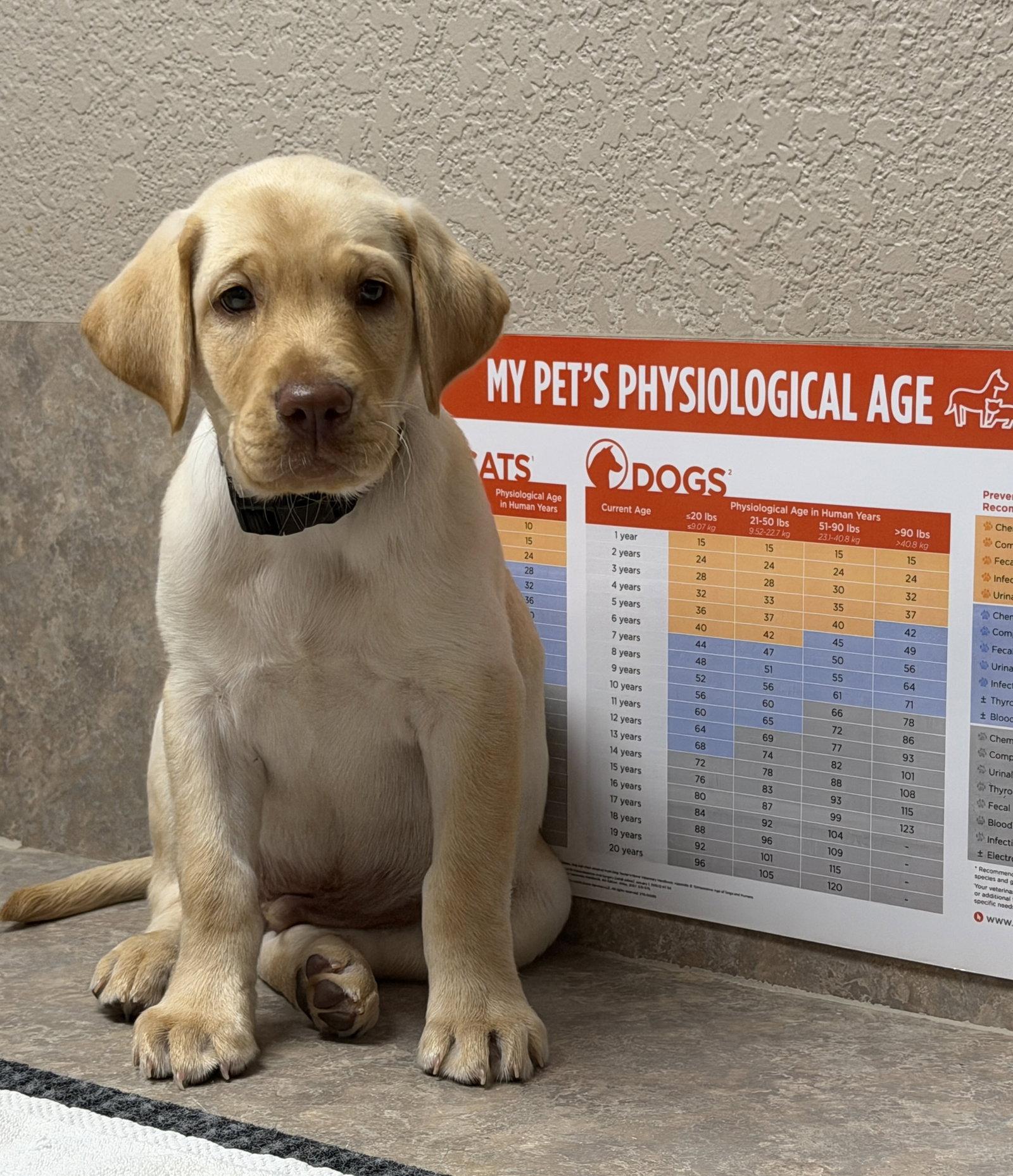 Enlarge Nelson, a Adoptable Labrador Retriever in Denton, TX image 3/3