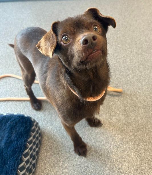 Chewy, Adopted, Adult Male Chihuahua & Dachshund.