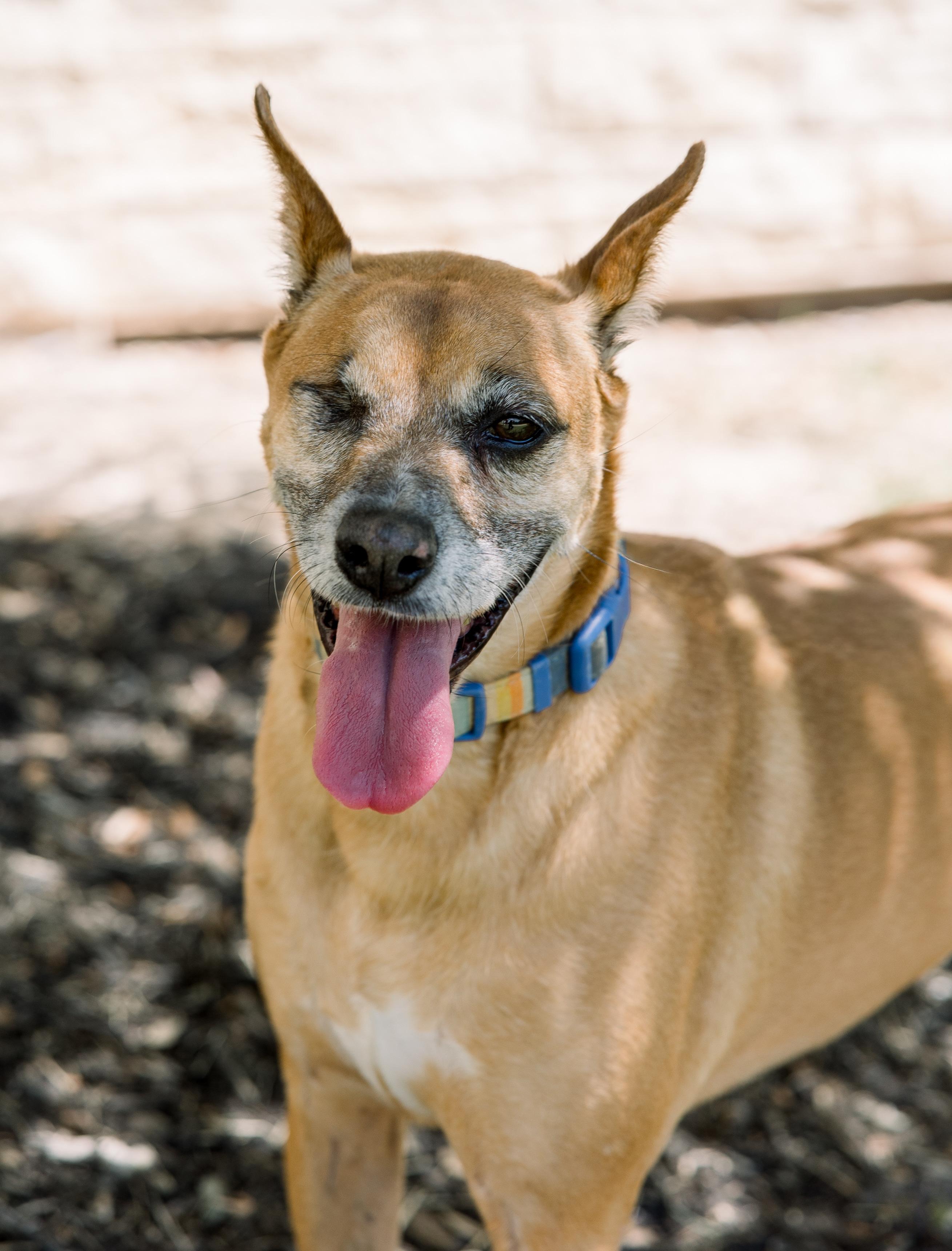 Enlarge Madelyn, a Adoptable Mixed Breed in Bryan, TX image 2/2