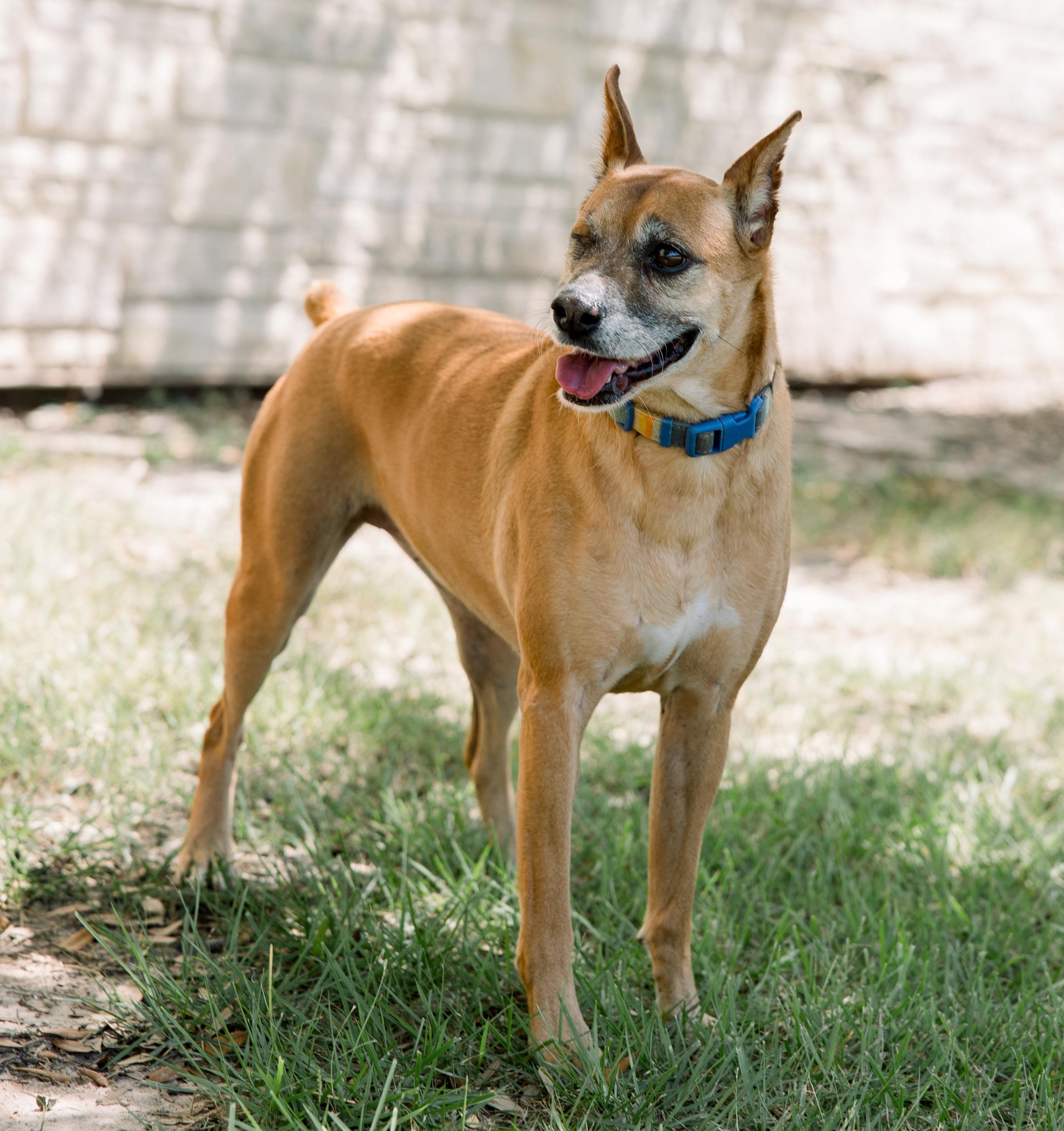 Madelyn, Adoptable, Adult Female Mixed Breed.