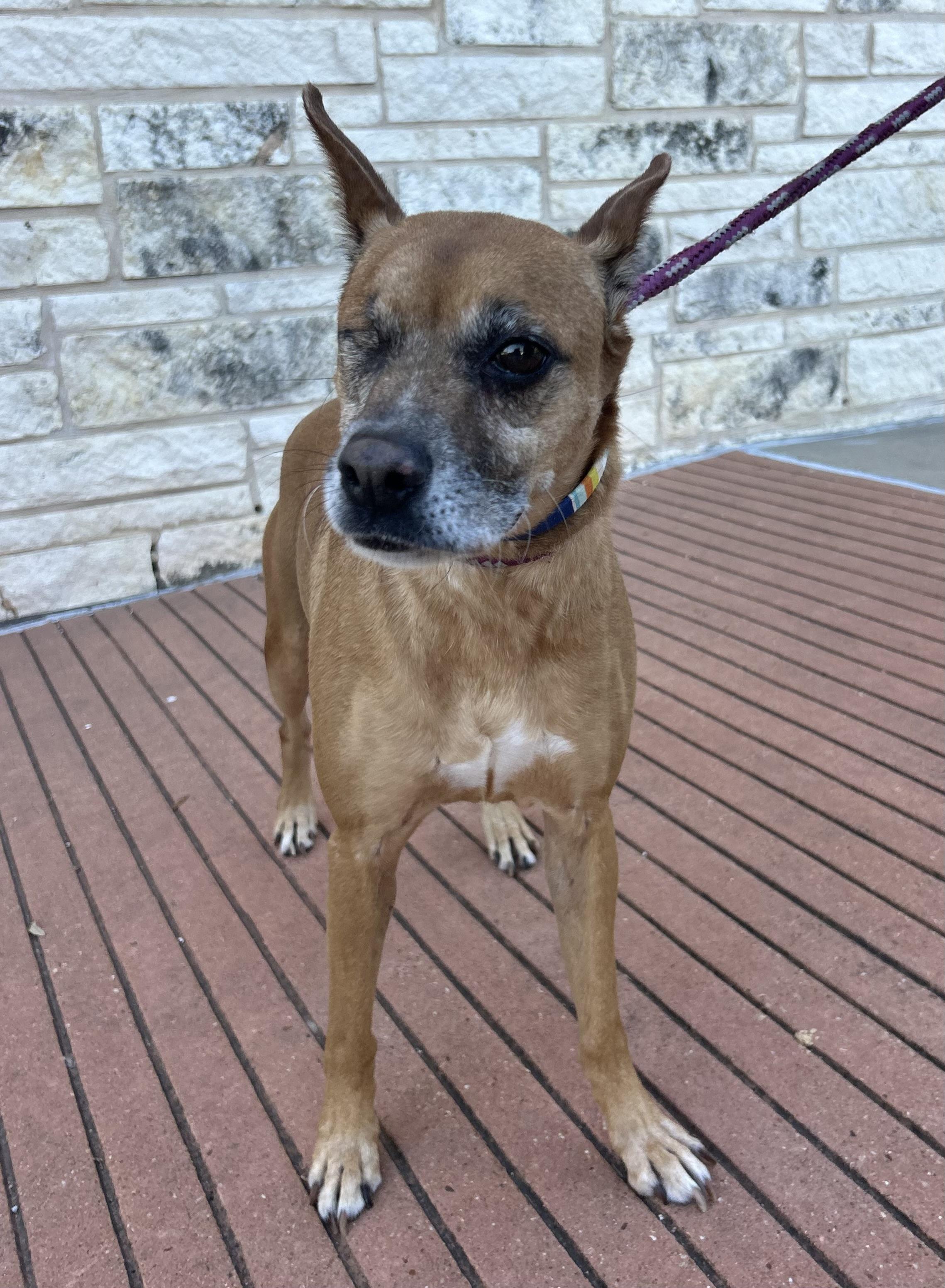 Madelyn, a Adoptable Mixed Breed in Bryan, TX image 2/2