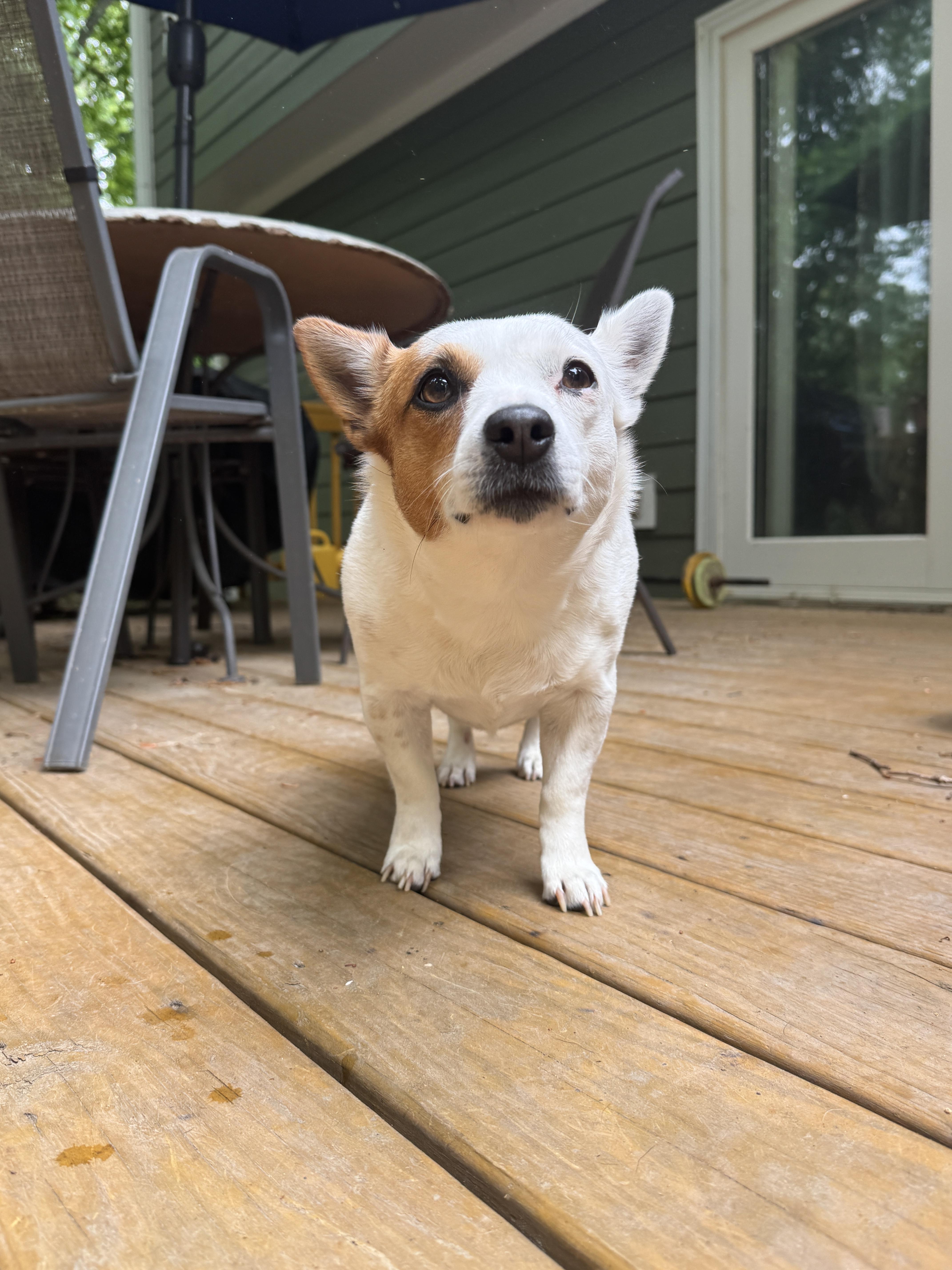 Pebbles, a Adopted Jack Russell Terrier in Durham, NC image 1/2