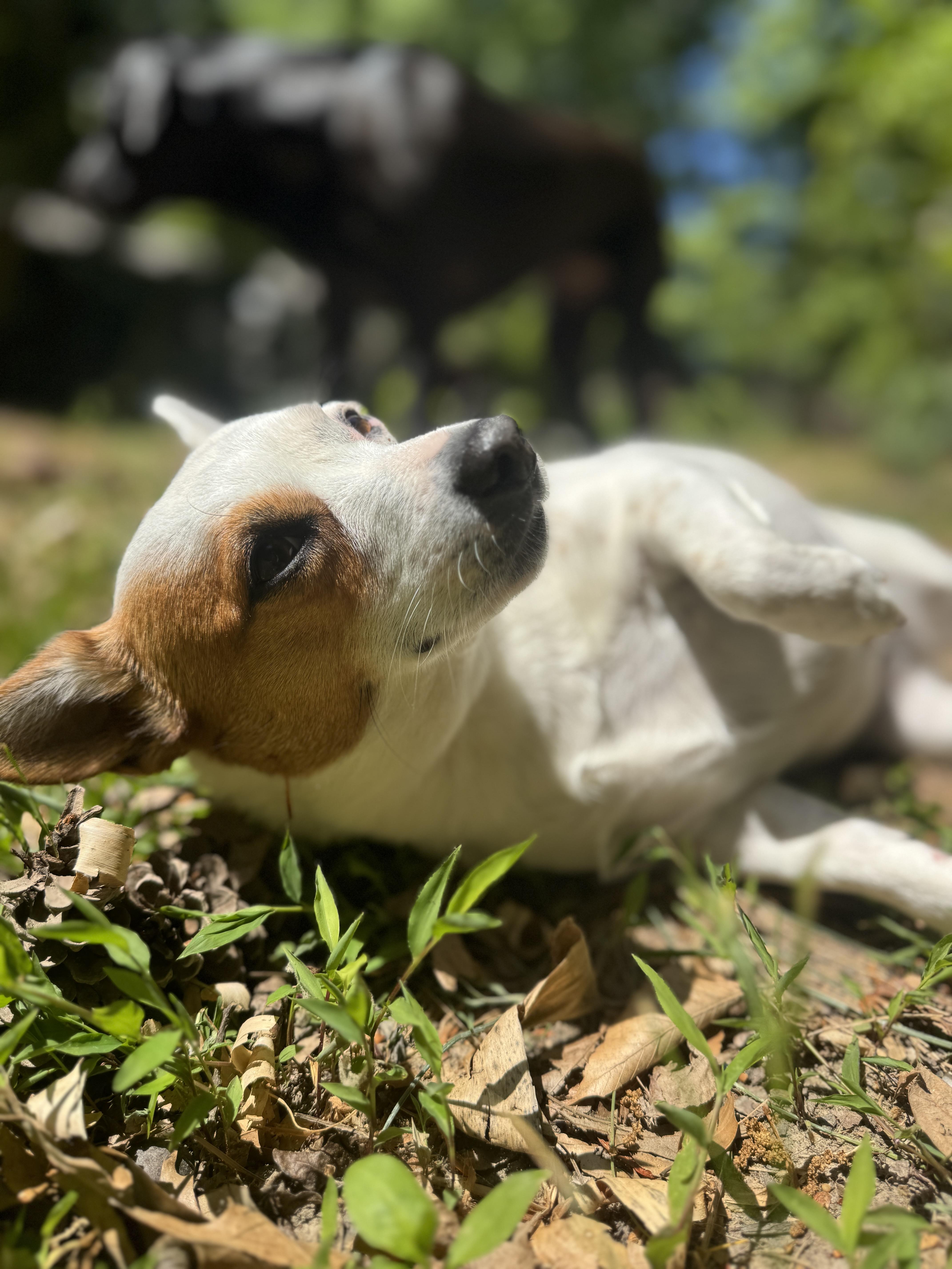 Pebbles, a Adopted Jack Russell Terrier in Durham, NC image 2/2