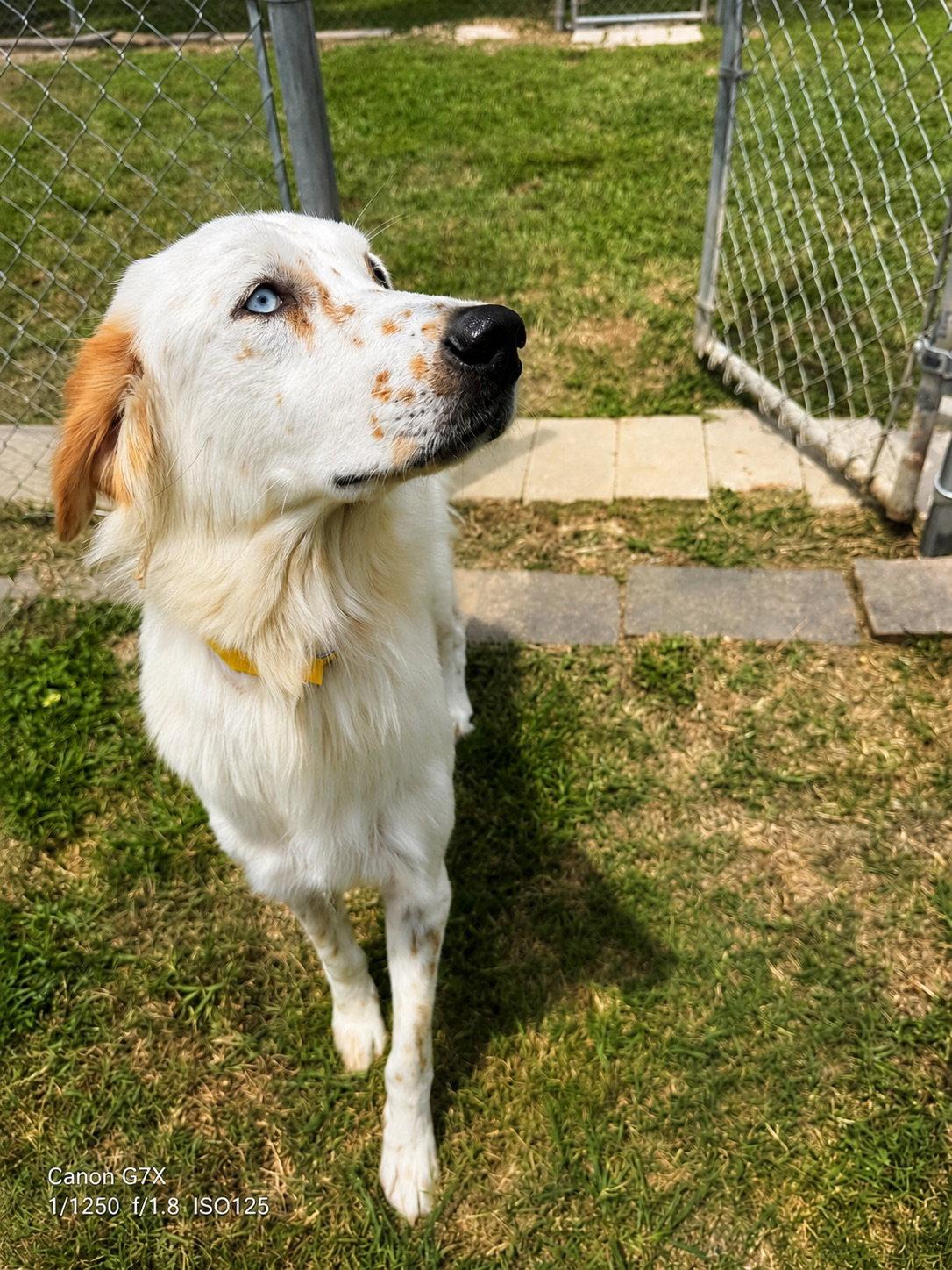 Enlarge Lisa, a Adoptable mixed breed in Houston, TX image 1/3