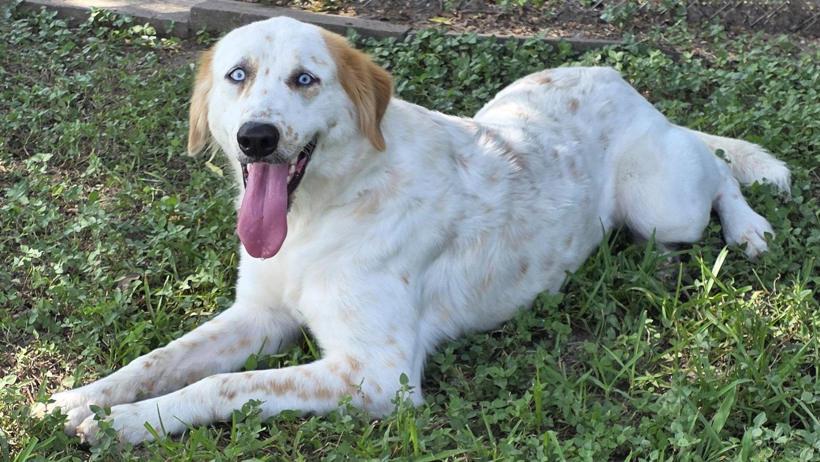 Enlarge Lisa, a Adoptable mixed breed in Houston, TX image 2/3